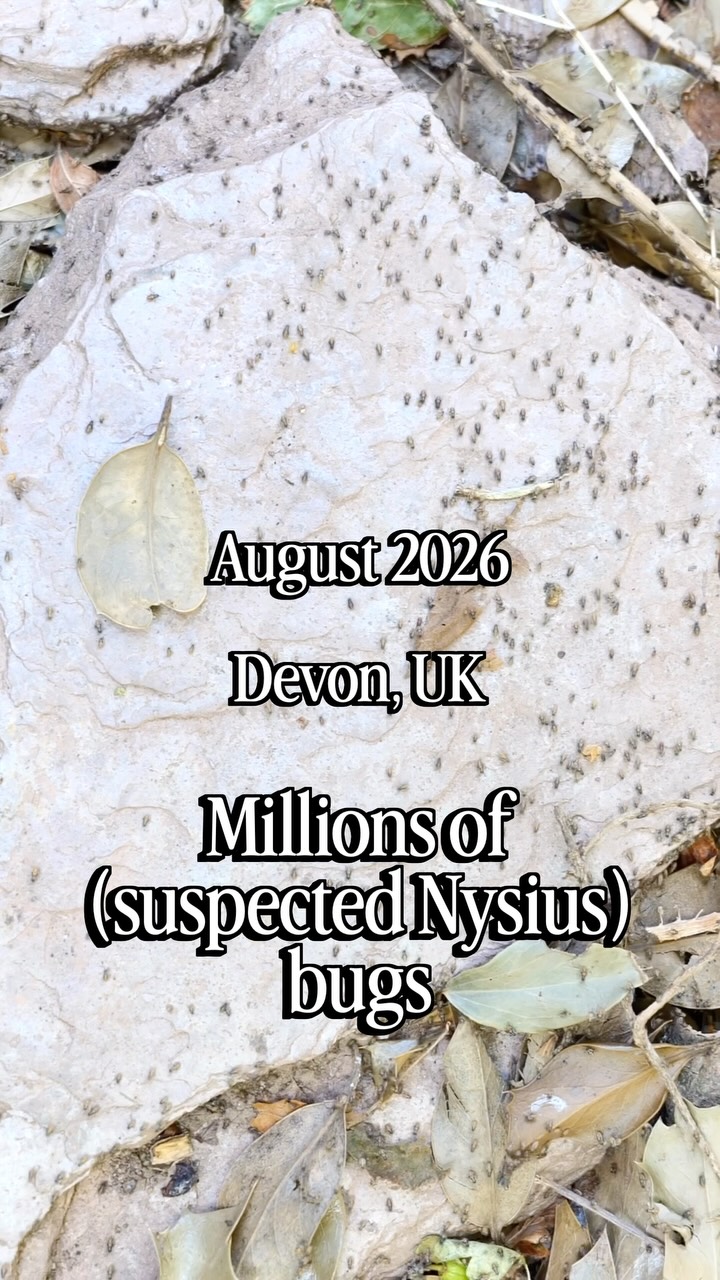 Bug update numero 3 - with the *camera footage*
Hopefully this shows the sheer scale of these bugs, the way they move, and their unusual behaviour!
The consensus is that they are in the genus Nysius, and I have a lot of combing through the comments & emailing people to do over the next few days!
If you want to see photos of the bugs, there are some in my previous reel, and I’ll be posting some soon.
The bugs are speedy, so I track them with my camera, but there are some cheeky static shots in there too!!
If you’ve also seen something like this, please let me know! It’s been really interesting hearing other people’s experiences with these bugs 🐞
.
Shot on @lumix S5
.
.
.
#film #bugs #weird #nature #wildlife @buglife_ict @bugawards @fscslaptonley @fscbiodiversity @britishecolsoc