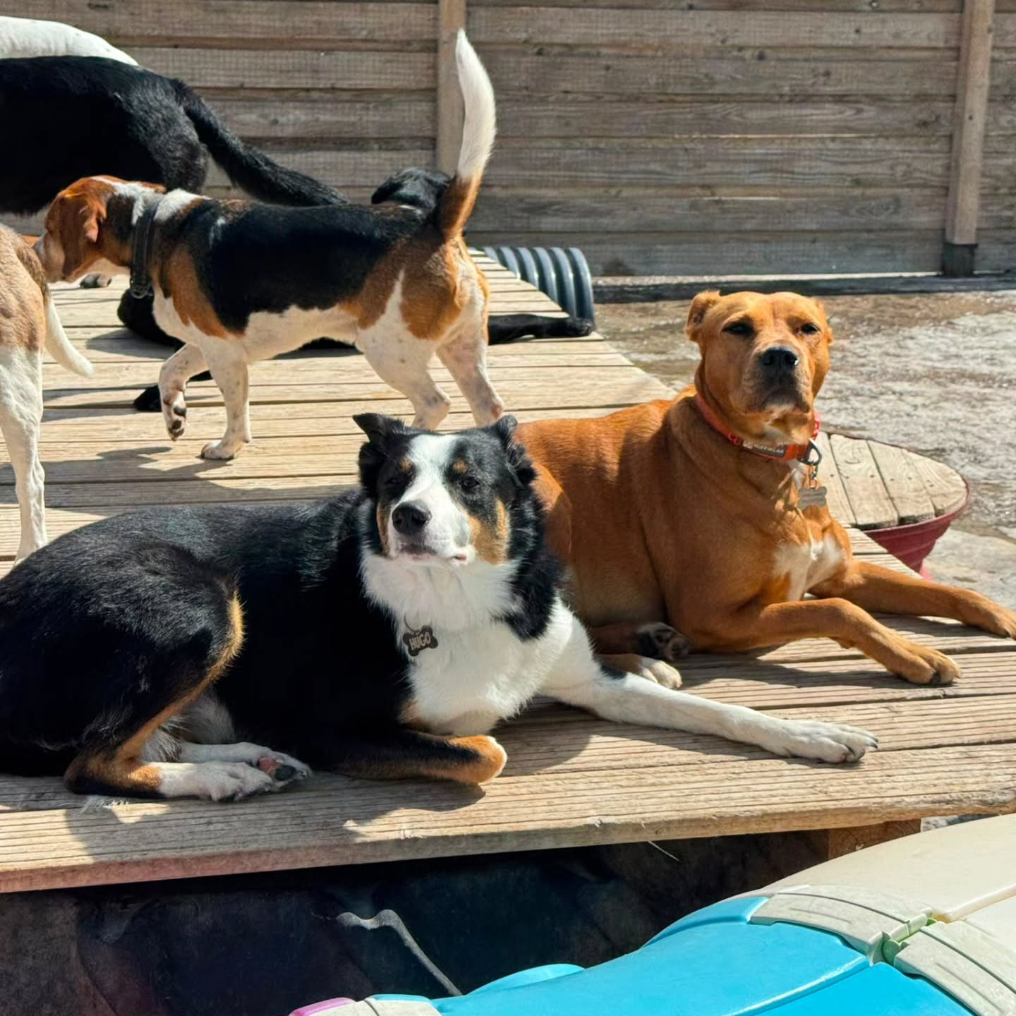 Playing and resting at Doggy Daycare π β€οΈ