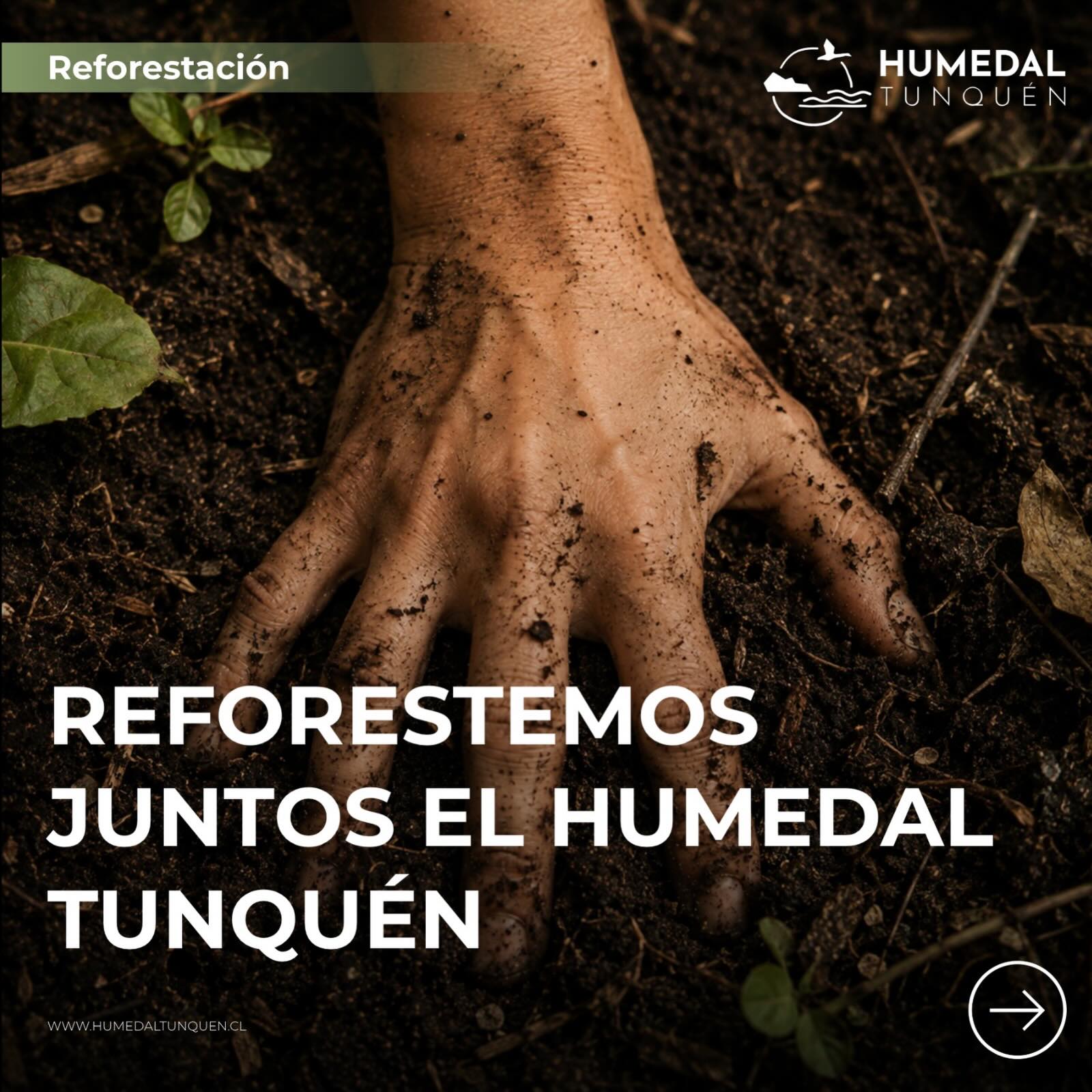 🌿 ¿Por qué reforestar?
Porque un humedal sin vegetación nativa pierde su capacidad de filtrar el agua, de sostener el suelo y de dar refugio.
Cada árbol nativo que plantamos hace algo concreto:
🌊 Retiene agua y regula las crecidas
🪶 Da hogar a aves, insectos y anfibios que solo viven aquí
🌱 Sujeta el suelo y frena la erosión de las dunas y quebradas
💨 Captura carbono y refresca el microclima local
🔗 Reconecta fragmentos de bosque que quedaron aislados
Reforestar no es adorno: es reparación.
Este 29 de agosto plantamos 660 especies nativas en 2 hectáreas del Santuario de la Naturaleza Humedal Tunquén. Te esperamos a las 11:00 en el sector Los Cipreses
#HumedalTunquén #SantuarioDeLaNaturaleza #Reforestación #FloraNativa #BosqueNativo RestauraciónEcológica Humedales Tunquén Casablanca RegiónDeValparaíso ConservaciónChile BiodiversidadChile VoluntariadoAmbiental AcciónClimática PlantaNativo Algarrobo