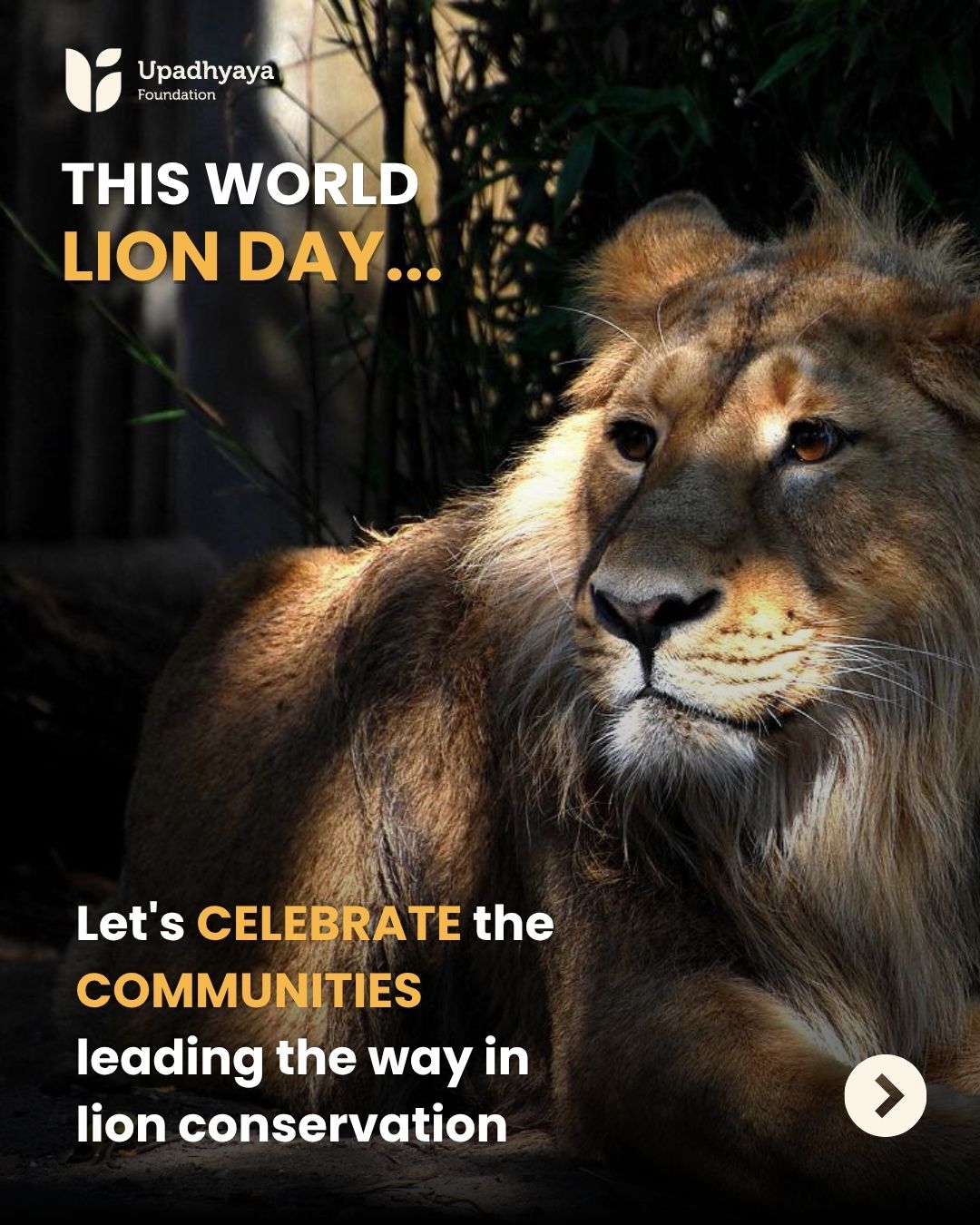 Once reduced to the brink of extinction, the Asiatic lion today thrives across the Greater Gir landscape of Gujarat. While decades of conservation efforts have played a vital role, this remarkable recovery has also been shaped by the people who have shared these forests with lions for generations.
This World Lion Day, we celebrate the Maldhari pastoral communities, including Charans, Bharwads, Rabaris, Ahirs, and other traditional pastoral groups whose deep understanding of the landscape, traditional way of life, and commitment to coexistence have been an important part of the Asiatic lion's conservation story.
We also recognise the Siddi community, whose long-standing connection to the Gir landscape and contributions to conservation initiatives and sustainable livelihoods demonstrate the importance of community stewardship.
The Gir landscape reminds us that conservation is not only about protecting wildlife; it is also about supporting the people who live alongside it. When local communities are valued as partners, people and wildlife can thrive together.
This World Lion Day, let's celebrate not only the roar of the Asiatic lion, but also the communities whose resilience, knowledge, and coexistence continue to shape one of India's greatest conservation success stories.
#WorldLionDay #AsiaticLion #CommunityConservation #HumanWildlifeCoexistence #UpadhyayaFoundation