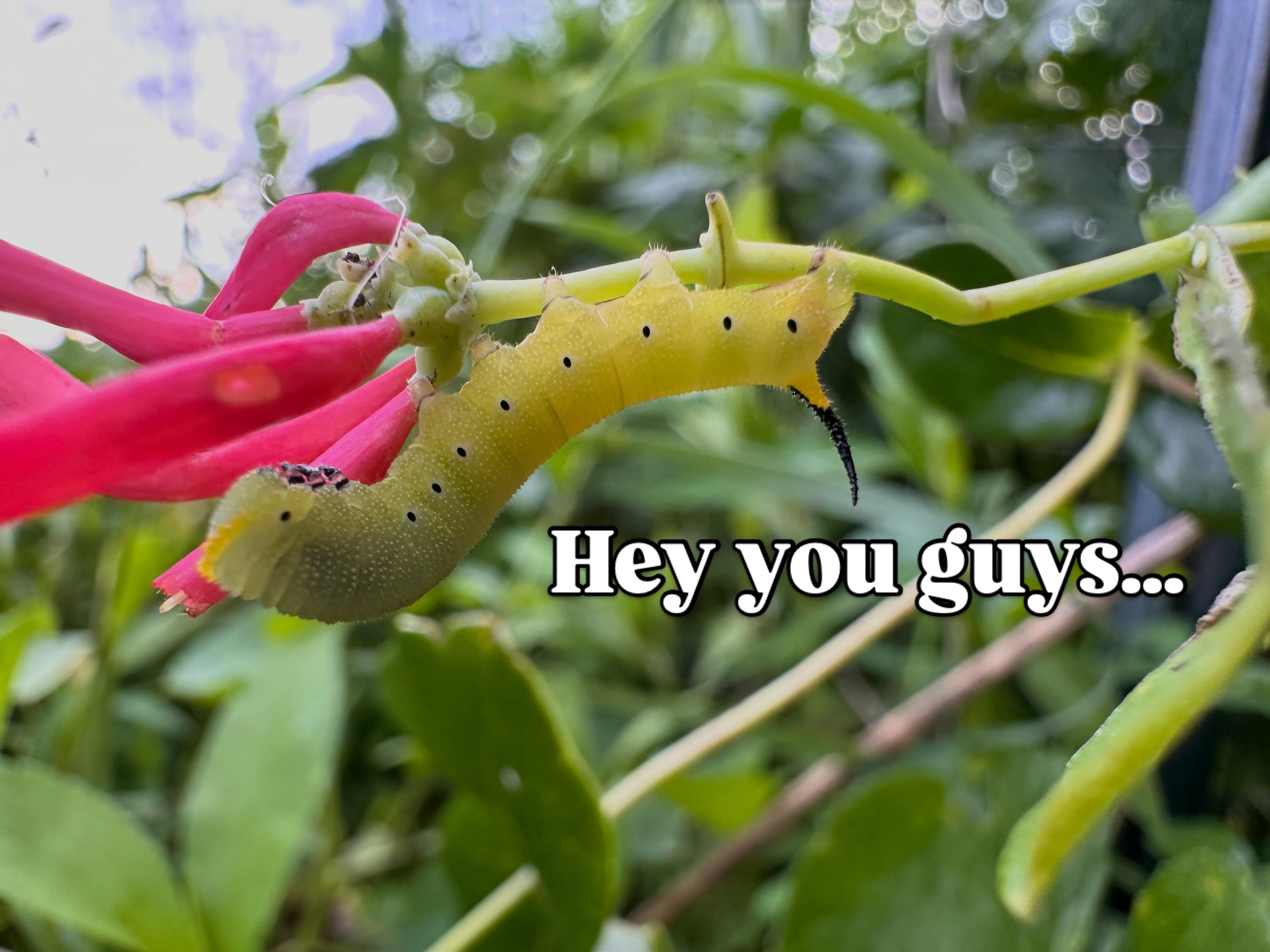 So much to love in the garden right now! Weird looking critters and an abundance of fruiting crops! Tomatoes and beans are particularly prolific right now. Come see what’s up at open garden this Sunday from 10am to noon at Spar Hill Farm and preserve!