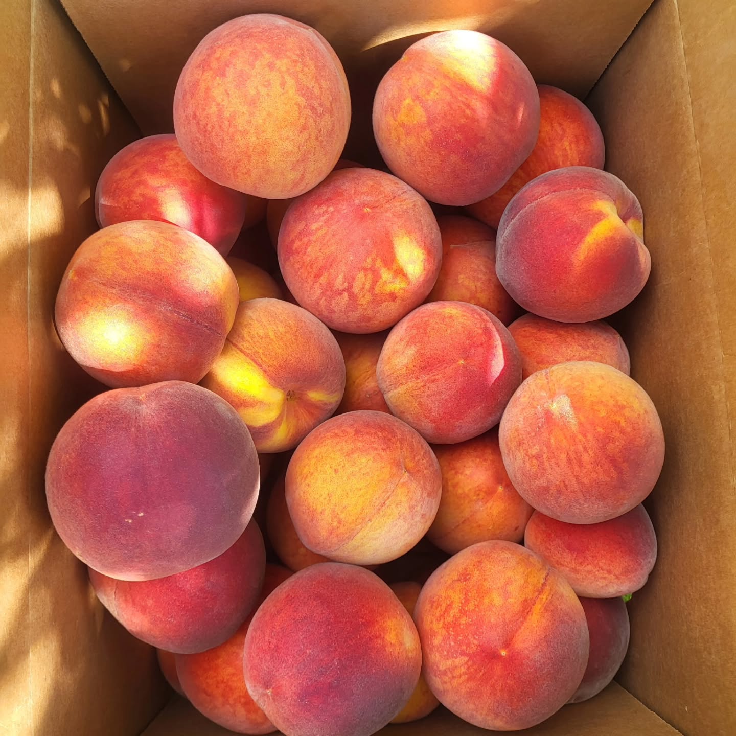 GET YOUR PEACHES BEFORE THEY ARE GONE! We will finish picking this week so if you are interested in purchasing beautiful, delicious and juicy peaches contact us soon at 937-232-7525. We can hold boxes if necessary. 25 pound boxes ,(1/2 bushel) are $45 and 2nd quality are $30 per box. We are open by appointment and Wednesday-Friday from 12-6, Saturday 10-6. We have u-pick or prepicked blackberries. In addition to peaches and blackberries, our farm stand sells bicolor and white sweet corn, cantaloupe, peppers, tomatoes, onions and zucchini. We Proudly Grow What We Sell