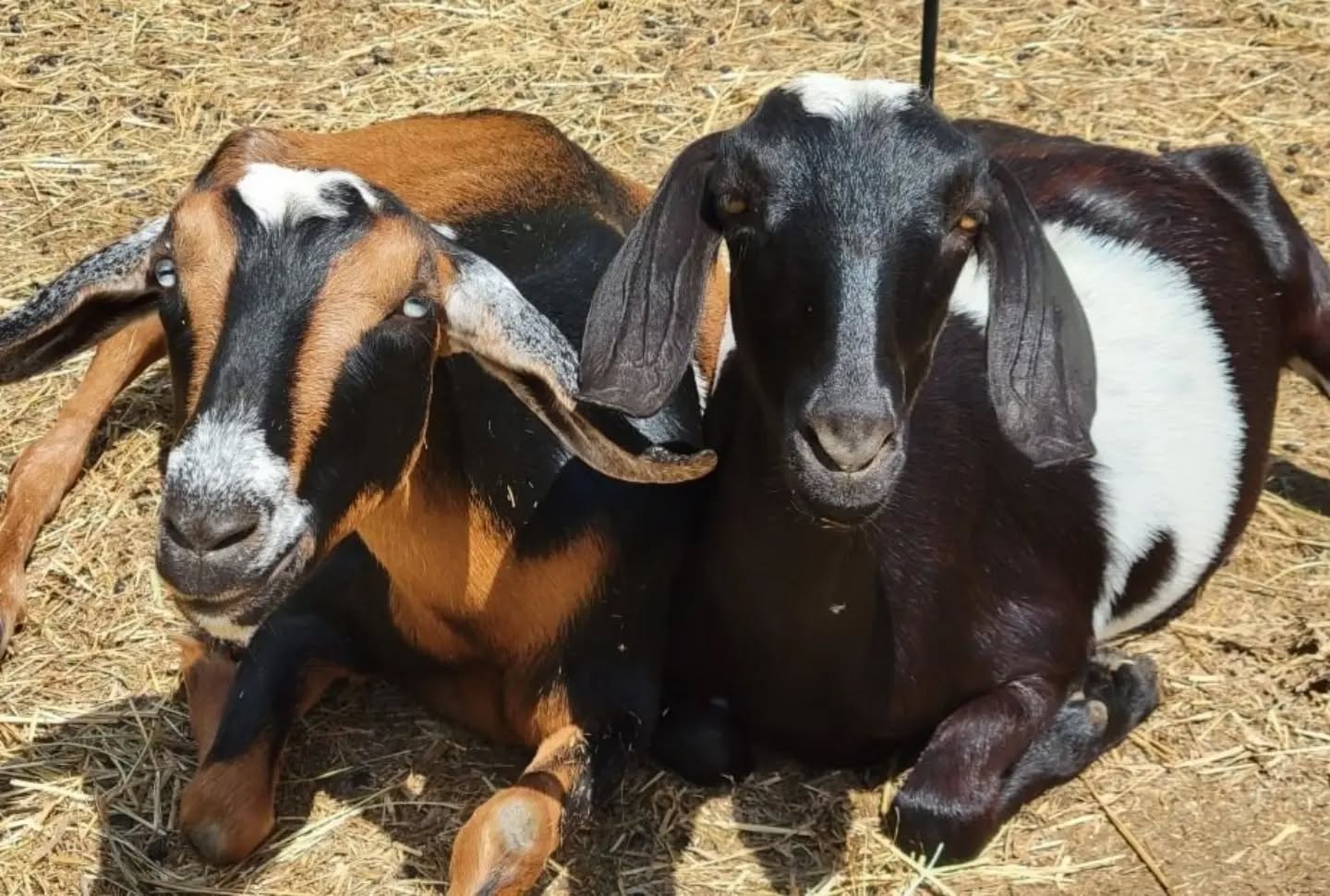 Rocky and Freedom
www.mysticmoonlightfarm.com
#mysticmoonlightfarm #mininubian #goats #goatlife #farmlife