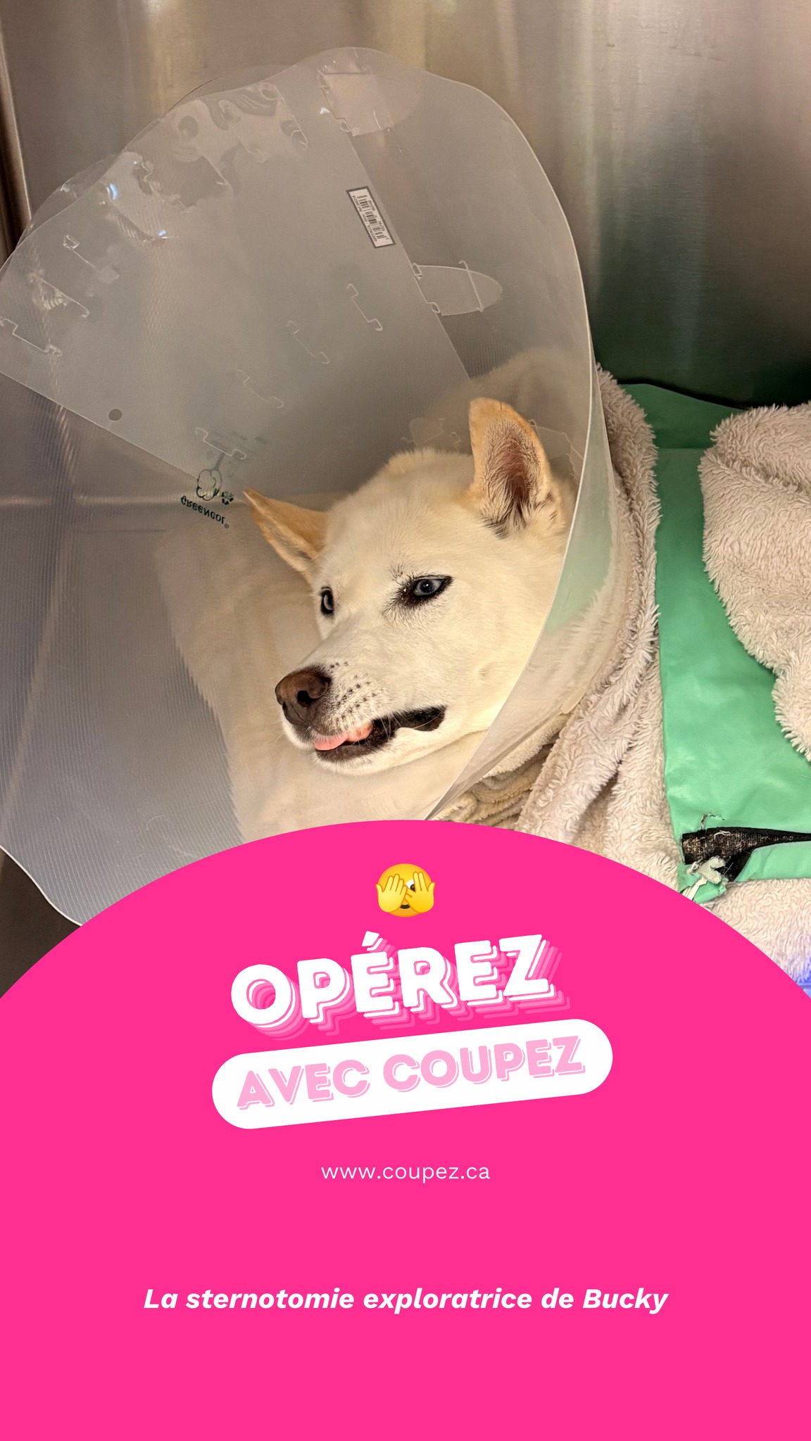 Bucky, un magnifique husky de 8 ans, a malheureusement croisé un porc-épic lors d’une sortie... Malgré le retrait de plusieurs poils suivant cet incident, son état ne s’améliorait pas et un pneumothorax s’est développé, c'est-à-dire une accumulation d’air autour des poumons qui rend la respiration du patient difficile.
Nous avons donc réalisé une sternotomie exploratrice afin d’ouvrir le thorax et de retrouver les poils de porc-épic qui avaient migré. Pendant la chirurgie, Dr Rebecca en a retiré un dans un lobe pulmonaire et un deuxième planté dans le péricarde, l’enveloppe qui entoure le cœur.
Ensuite, le lobe pulmonaire atteint a été retiré, et un drain thoracique a été installé pour évacuer l’air et permettre aux poumons de bien se redéployer.
La chirurgie s’est très bien déroulée et Bucky récupère merveilleusement bien de toute cette aventure! 🥹
On remercie énormément sa propriétaire pour sa grande confiance. Ce fut un réel privilège pour notre équipe d'avoir pu contribuer à ses soins. 🤍