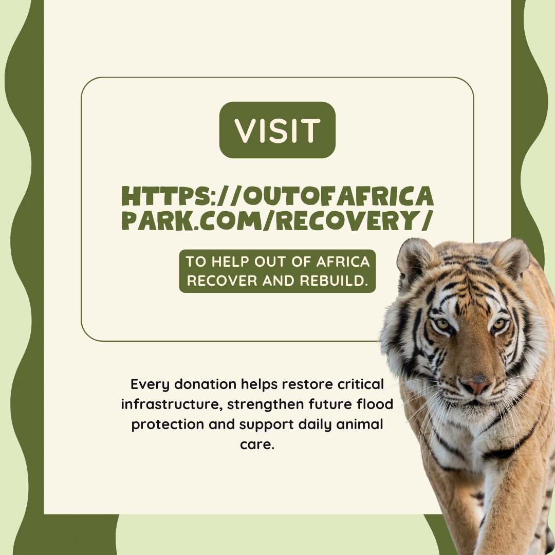Every donation helps restore critical infrastructure, strengthen future flood protection, and support daily animal care.
Together, we can rebuild. Support the Out of Africa recovery effort today!
Tap the link in our bio to donate: outofafricapark.com/recovery/
Please share or save this post to help spread the word!
#outofafricawildlifeparkandsanctuary #wildlifeconservation #wildlifesanctuary #floodrecovery