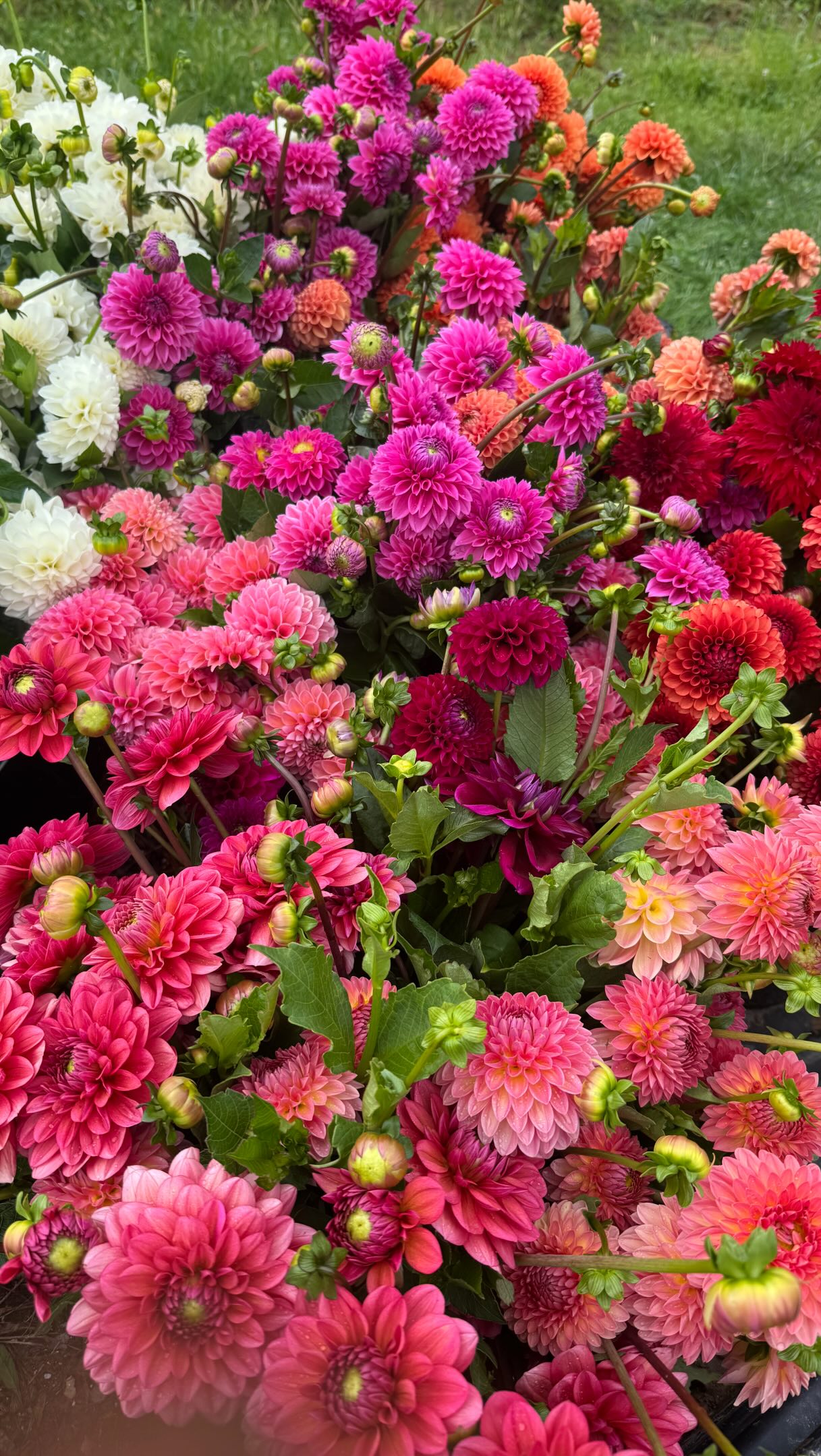 So many dahlias!