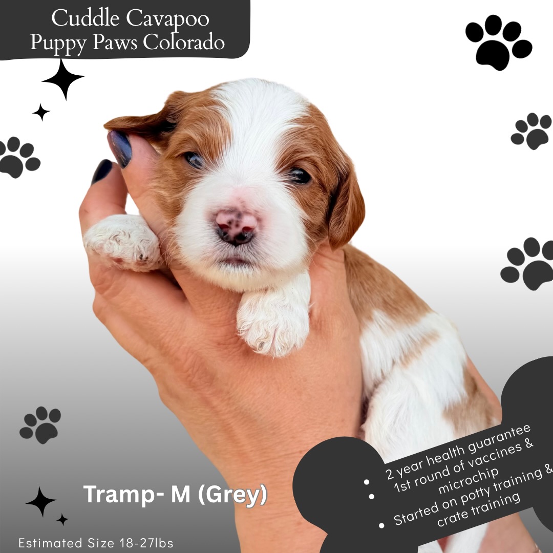 Sweet Cavapoo puppies looking for their forever 🏡! #cavapoo #puppies #puppylove #puppypawscolorado