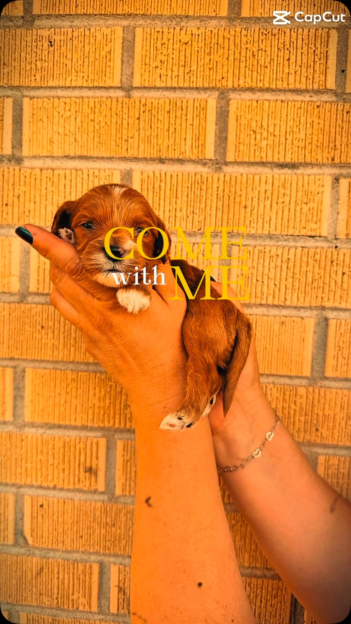 Cavapoo puppies! Ready September 13th!!! #puppies #puppypawscolorado #cavapoo #puppy #doodlepuppy