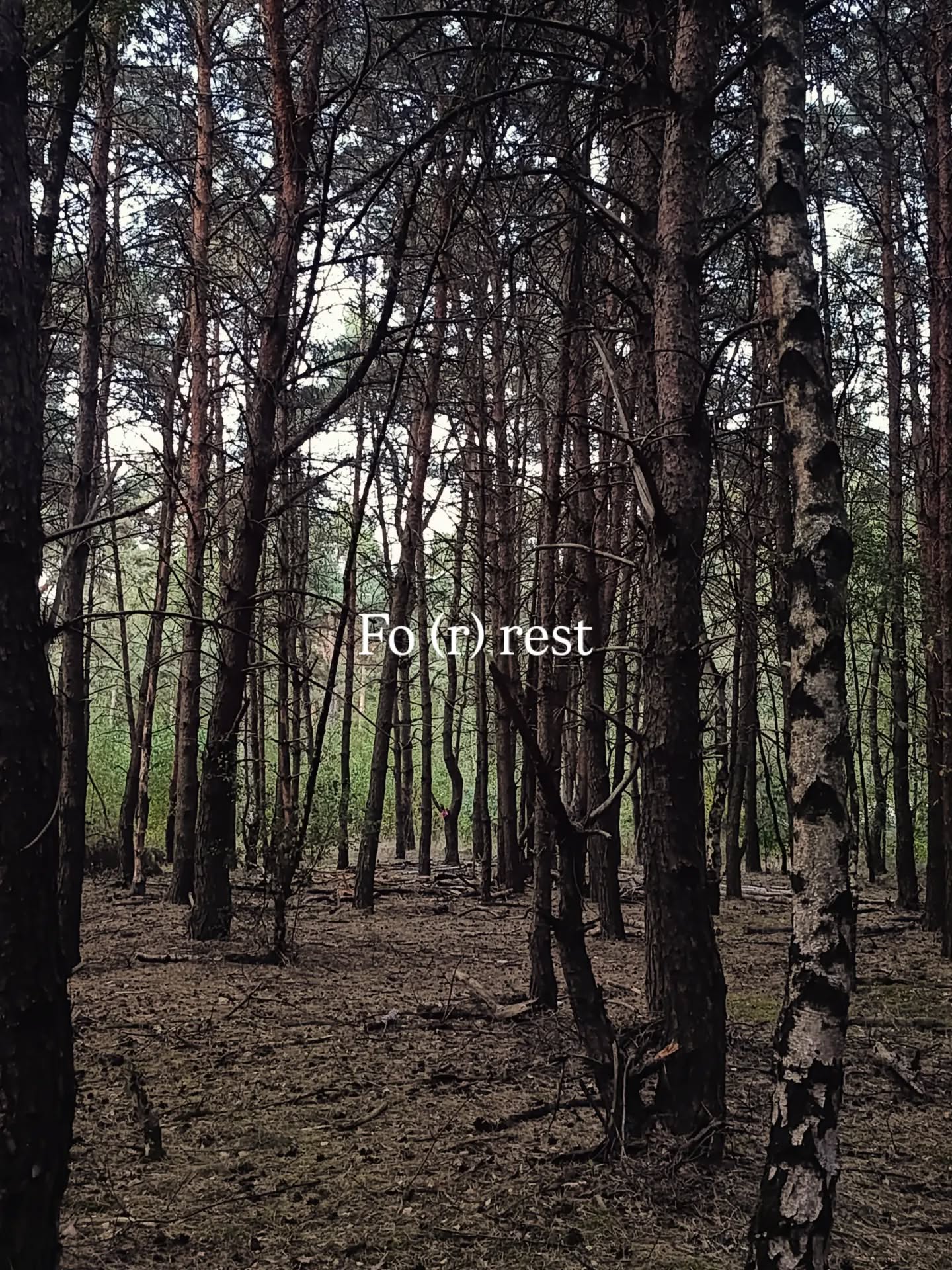 Fo(r)rest
A little weekend pause in the woods.
Slowing down. Listening.
Walking without a destination.
Letting the mind become quiet again.
Perhaps this is what rest really looks like.
🌲
#forrest
#nature
#slowdays
#natureescape
#inthewoods