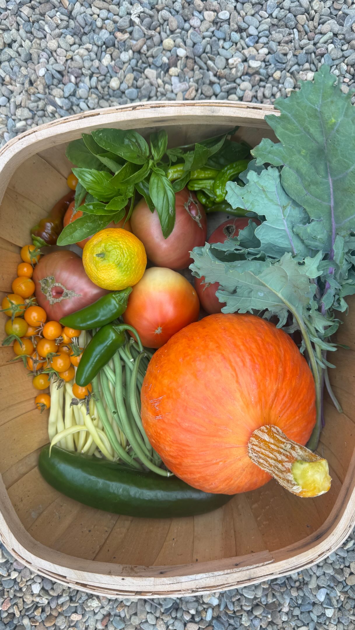 Our Sunday Morning Harvest at Yard To Table HQ was full of summer garden goodness! Red Russian Kale, assorted Tomatoes, basil, jalepeno and shishito peppers, Red Kuri squash, string beans, Persian cucumber.
A huge thank you to my son, Grant, for doing so much to help our garden thrive this summer!! #yardtotablemarin #marincounty #yardtotable #organicgardening #kitchengardens