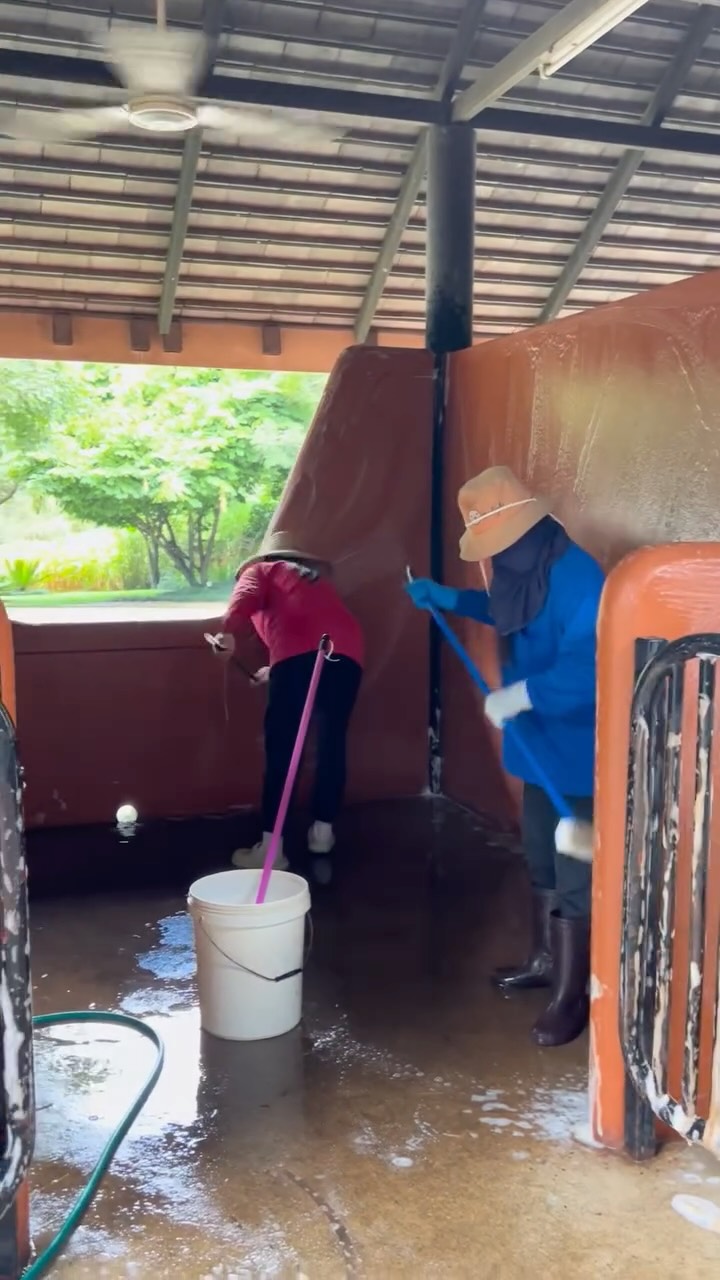 Soap, buckets, brooms—let’s go! End of the month means it’s deep-clean time at the stables. 💦🐴
#horsesinthailand #horseboarding #horseboardingthailand