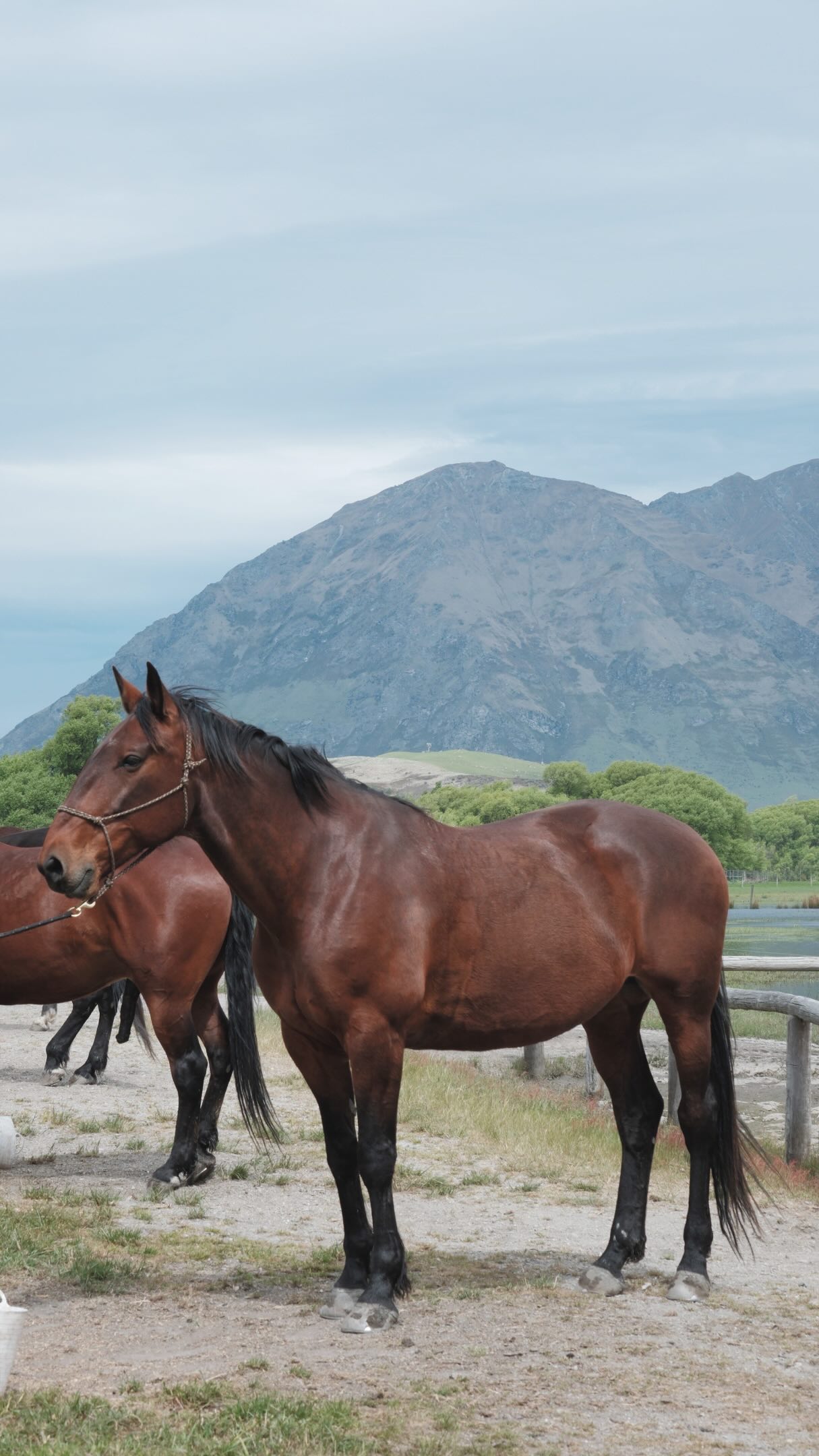Our horses get the absolute best food ⭐️
We give them a bucket before a ride so their tummies are packed so no acid slushes around.
On the big rides during high season they get an extra bucket halfway at the beach again, and then of course after a ride.
We have a lot of ex racehorses and some of them I think have lived a harsher life than others. Plus they are not naturally big eaters. So some of them we bring in on the daily to make sure they get fed extra.
We always have 3 big roundbales of hay and lucerne in the paddock so they can forage constantly.
These horses deserve the best, they are so kind, willing, hard working, so it is our duty to make sure we treat them as best as we can.
Hope you enjoy this type of video 💕
Ps: never realised how agressieve my mixing the bucket is 😆
.
.
.
.
.
#horsesofinstagram #horsefood #horsecare #horseowner #horsetips