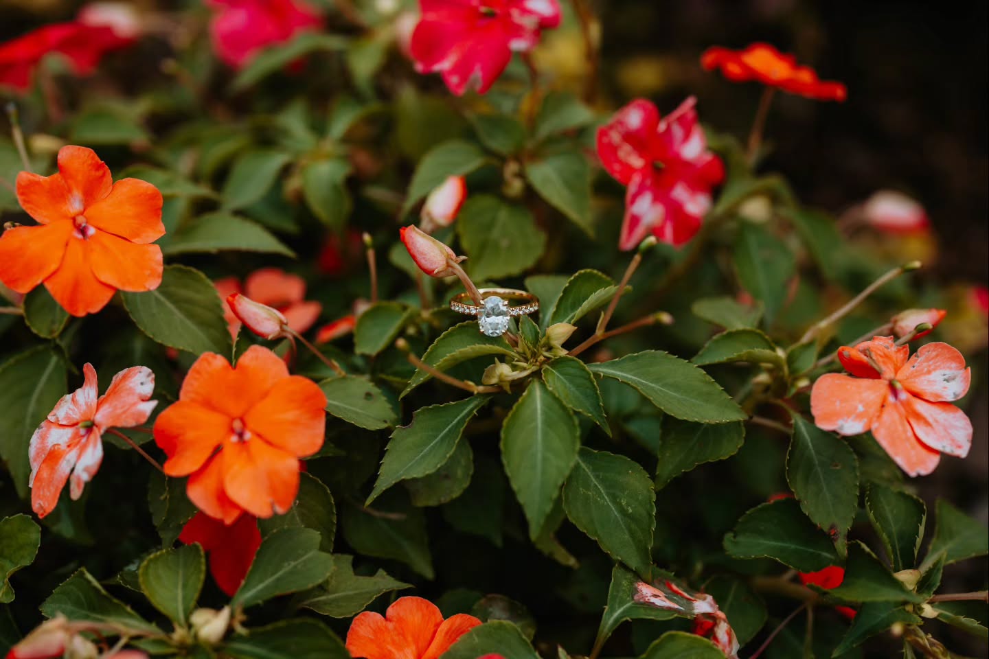 A little sparkle among the blooms 💍🌸✨