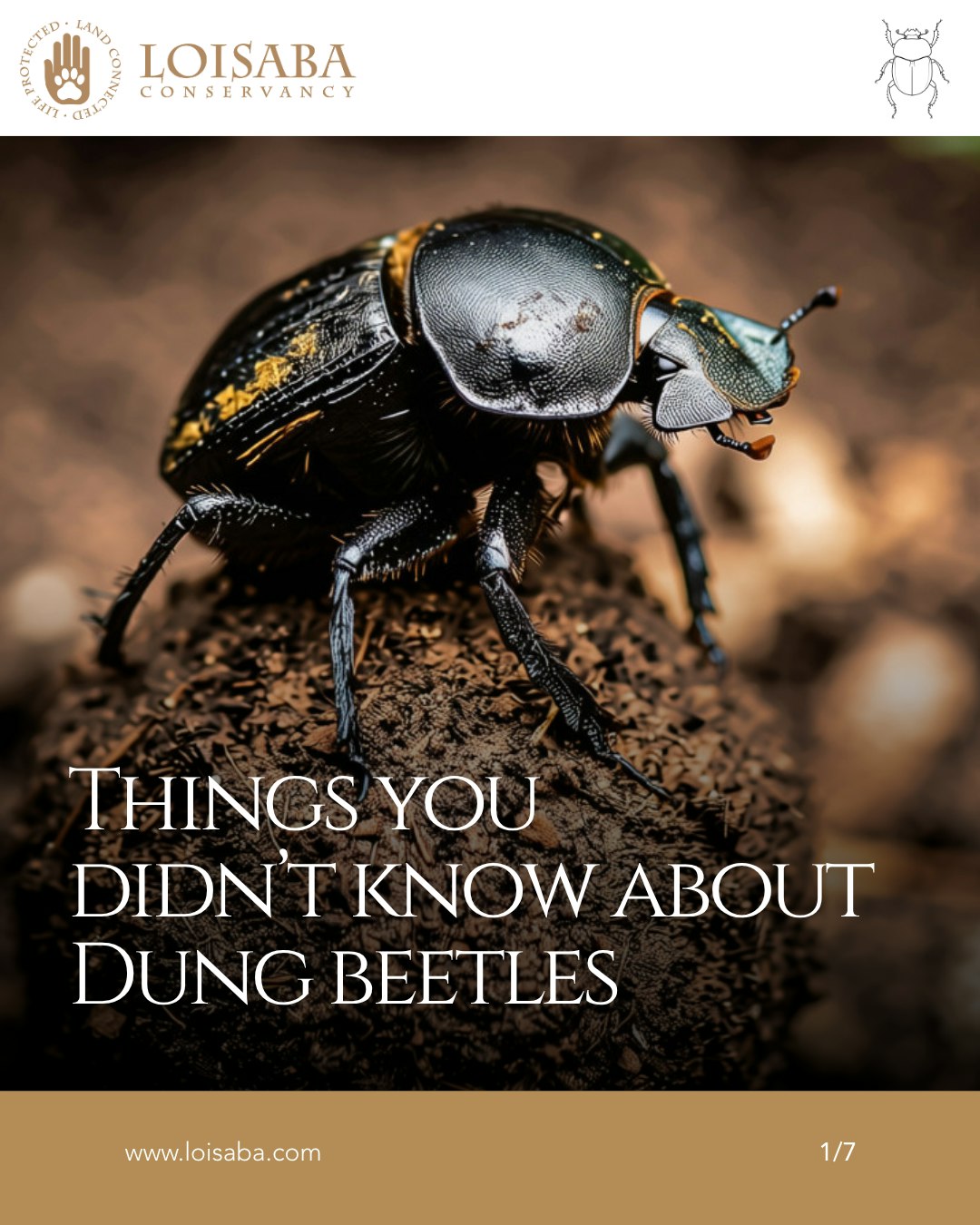 They don't get the photo credit lions and elephants do, but dung beetles do some of the hardest work on the conservancy.
One species can pull over 1,140 times its own body weight, the strongest animal on Earth relative to size. Others navigate at night using the Milky Way, the only insect known to do it. Their survival is tied directly to the animals we already protect: research on Kenyan savanna found that losing elephants cut local dung beetle numbers by two-thirds. Swipe through for more.
#DungBeetles #ConservancyHeroes #NatureFacts #WildlifeResearch #EcoSystemImportance #StrengthInSize #NightNavigators #BiodiversityMatters