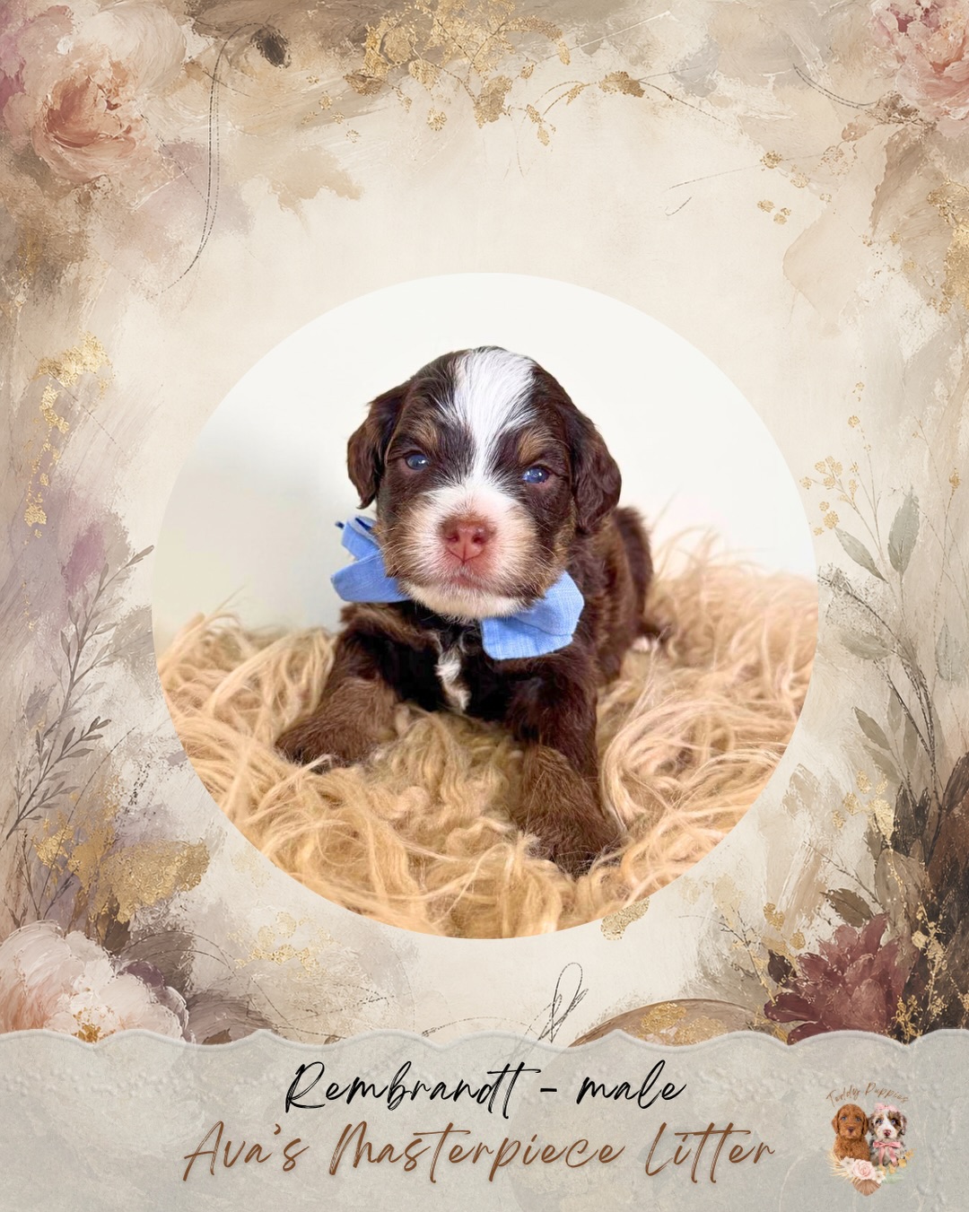 Our little masterpieces are officially 3 weeks old, and they’re entering such a fun stage!
Georgia, Rosa, Frida, Leonardo, Rembrandt, and Monet are growing beautifully. Their eyes are open, they’re getting steadier on their feet, and we’re starting to see more of those sweet little personalities emerge each day.
At this age, their world is beginning to get much bigger. They’re becoming more aware of their surroundings, interacting more with one another, and beginning to explore beyond simply eating and sleeping. Over the next few weeks, we’ll continue expanding their space and introducing new sights, sounds, textures, toys, and experiences at an age-appropriate pace.
Mama Ava continues to do a wonderful job caring for her babies, and we’re loving watching this little group grow and develop.
We also recently opened up some availability in this litter after a few families needed to defer their adoption plans. If you’ve been considering adding one of Ava’s petite Bernedoodle masterpieces to your family, send us a message to learn more.
Three weeks down, and so much growth still ahead!