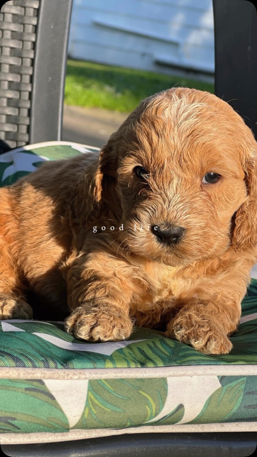 Meet Vanessa & Danny’s handsome boy a male Mini Aussiedoodle, born 24/6/26. With his playful charm and fluffy curls, he’s ready to bring joy, cuddles, and laughter to his forever family.
✨ Microchip: 956000019531896
✨ Source No: BR100575
This little pup is proof that happiness comes wrapped in wagging tails and bright eyes!
#puppiesdownunder #miniaussiedoodle #puppyjoy #familylove #BR100575