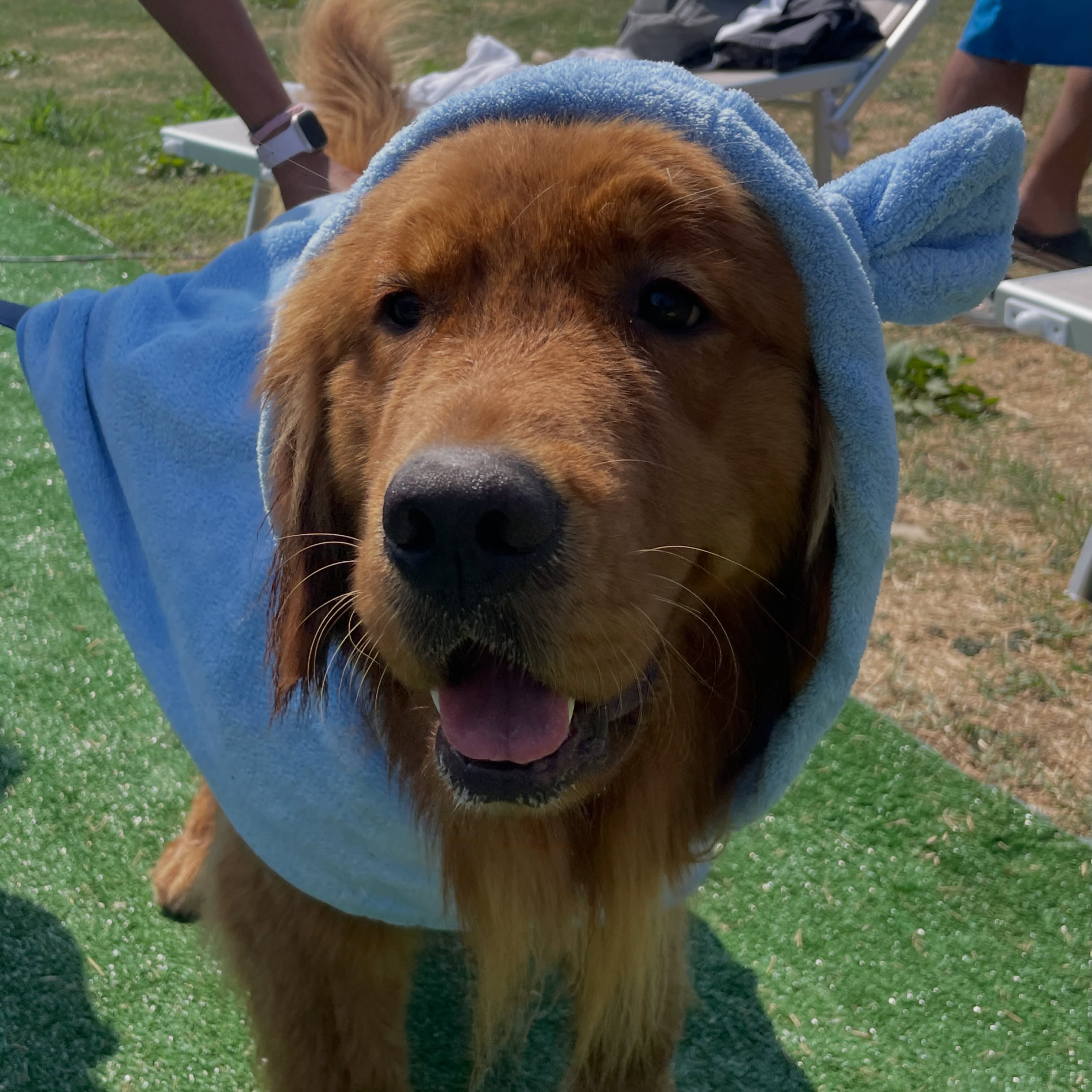 Ma quanto mi sto divertendo con tutti questi cagnoni in piscina??? 😍😍🐬🐾☀️❤️ #leondorofamily #goldenretriever #allevamentogoldenretriever