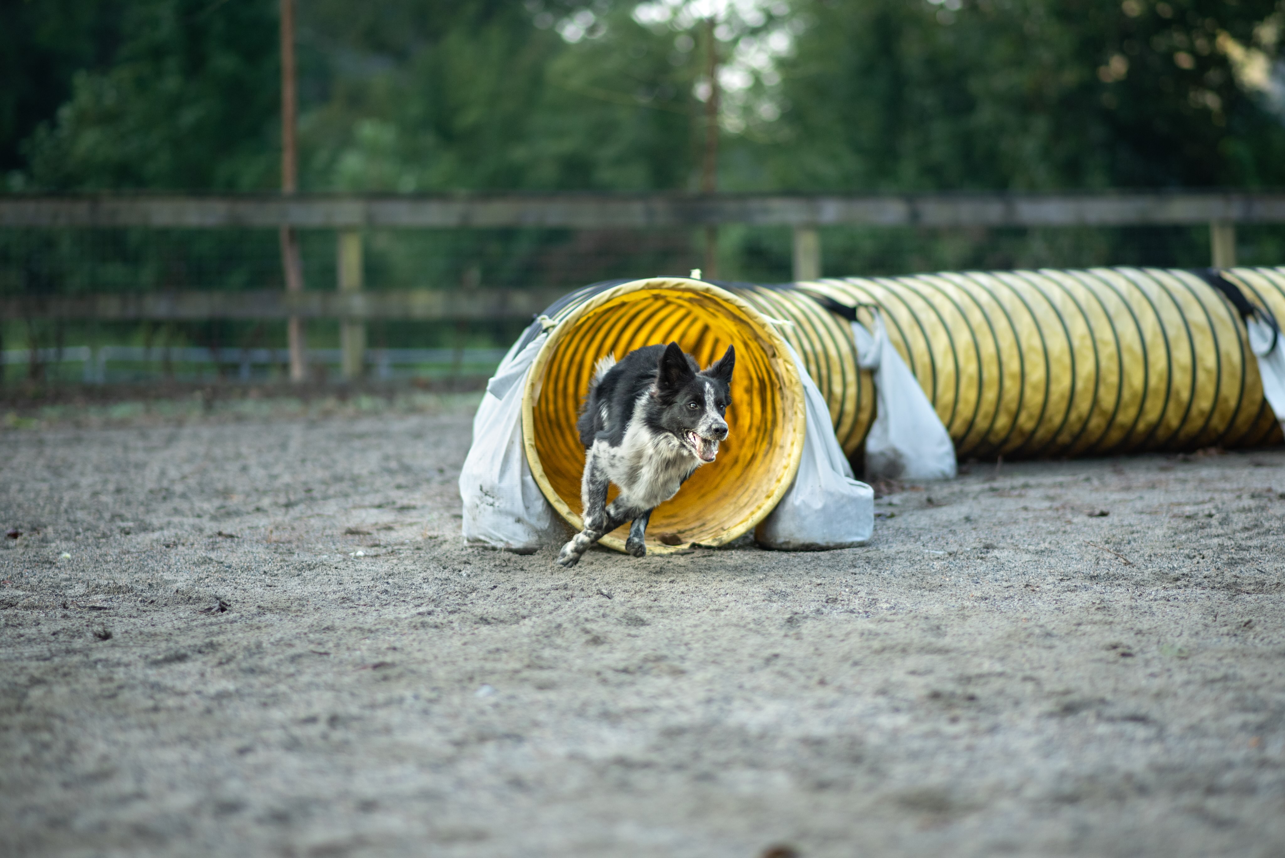 NEW Intro to Agility class starting at the end of August!
.
Contact if you want in!