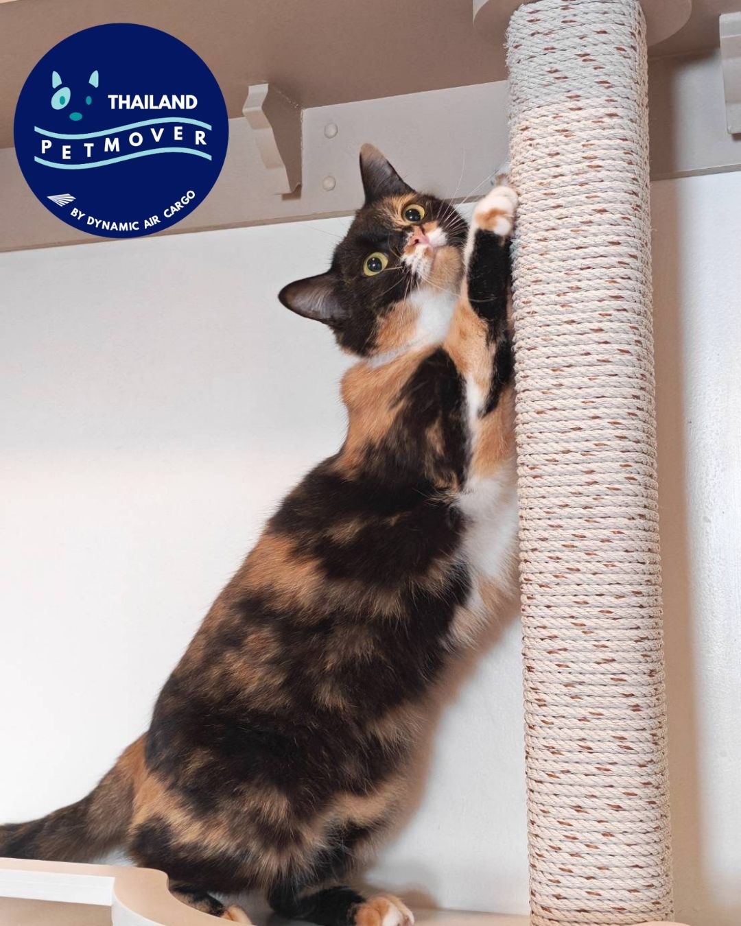 🇹🇭 🛫 🇩🇪
Meet Daisy here enjoying her time with us before the big journey to Munich!
——————————————————
🐶 Thailand Pet Mover
🐱 Where Pet Lover Meets Pet Mover
🐰 Inquire via LINE: @thailandpetmover
🐯 Or Email: service@dynamicaircargo.com
🐹 Our DMs are not monitored
🐷 A trade mark service managed by Dynamic Air Cargo, a member of IPATA and IATA.
——————————————————
Please make sure you contact direct to our customer service team
#thailandpetmover #thailandpetrelocation #animallovers #petmoverthailand #petshipping