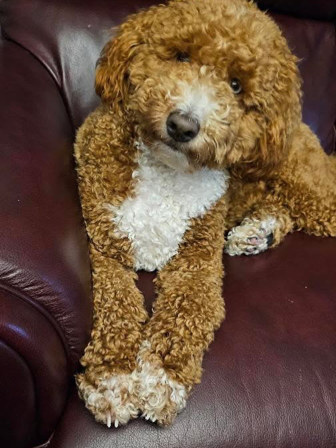 Bailey knows how to strike a pose! 📸 With his charming smile and playful sparkle, he’s stealing the spotlight and melting hearts one click at a time.
#puppiesdownunder #baileythepup #puppystyle #cameraready #puppylove