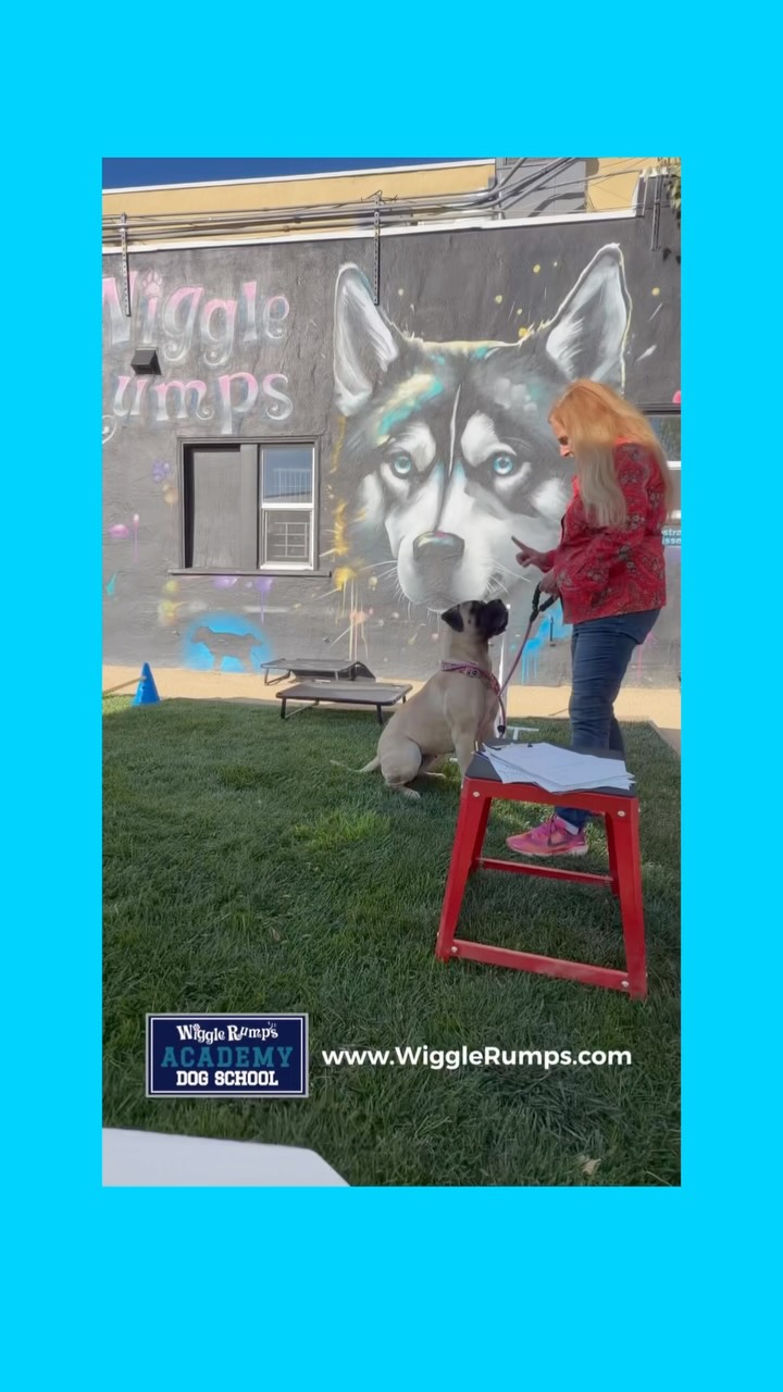 🐾 This Week at Wiggle Rumps Academy!
Puppies of different breeds, sizes, and personalities came together to practice real-world manners and structured socialization.
They learned to calmly walk past one another, move side-by-side, respect personal space, and eventually walk together as one structured pack—without pulling toward each other or greeting nose-to-nose.
True socialization doesn’t mean your puppy must meet or play with every dog. It means your puppy can remain calm, confident, neutral, and under control around dogs of every shape and size.
Early training builds the foundation for better manners, stronger communication, and a more confident puppy.
🎓 Give your puppy the foundation they deserve! Enroll in a structured puppy class at Wiggle Rumps Academy by visiting WiggleRumpsRetail.com www.WiggleRumps.com
🐶 School for dogs. Not daycare.
🐾 Structure Creates Freedom.
#WiggleRumpsAcademy #PuppyTraining #PuppyClasses #StructuredSocialization #PackWalk DogTraining CastroValleyDogs SchoolForDogsNotDaycare
