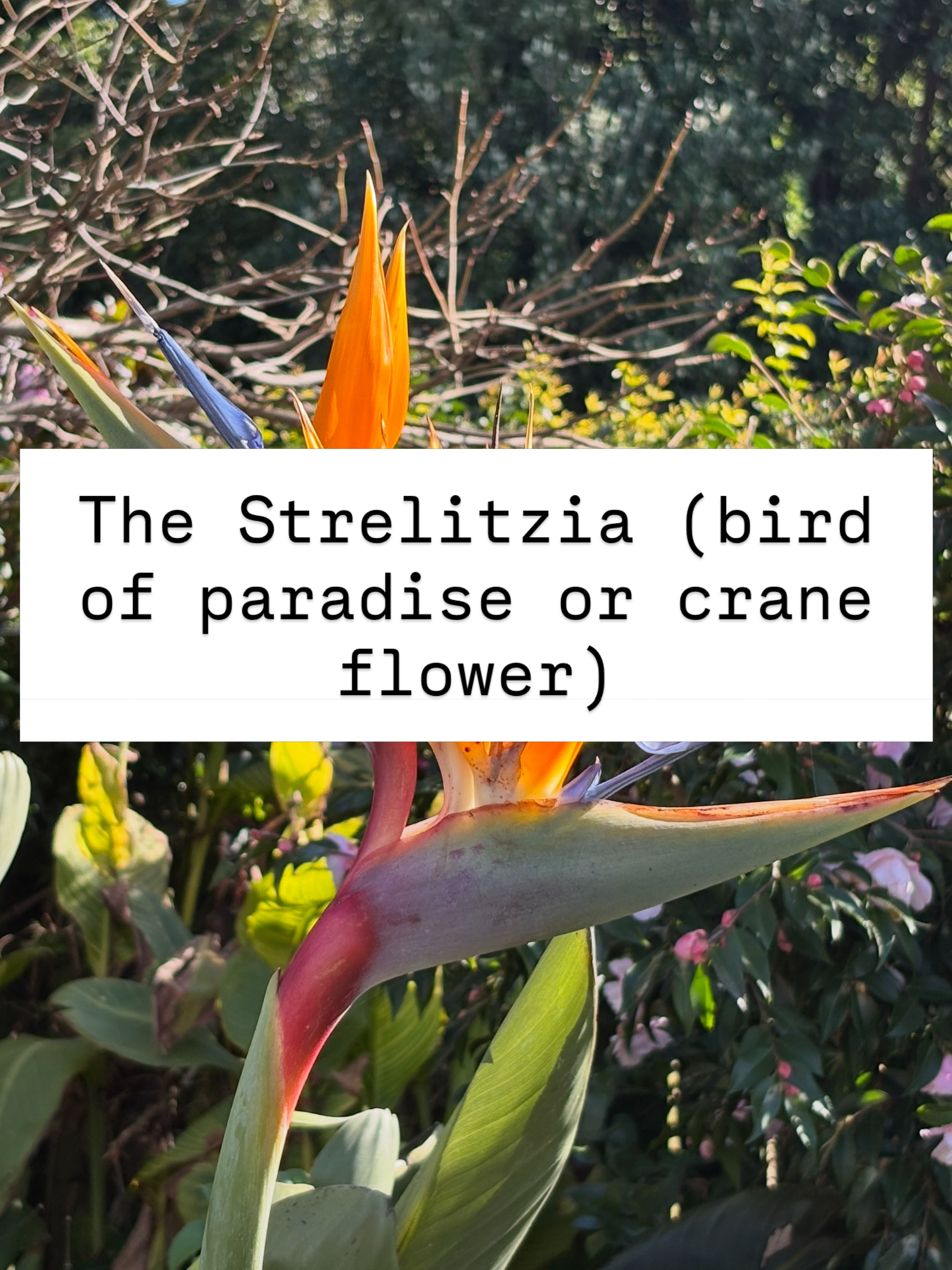 Brilliant orange and blue flowers resembling tropical birds. There are several species with the Strelitzia reginae the most popular. Has a strong architectural quality, with flowers prized for their longevity. Nectar feeding birds and bees are attracted to its vivid orange flowers. Strelitzia love a sheltered, sunny spot and once established are surprisingly drought resistant.