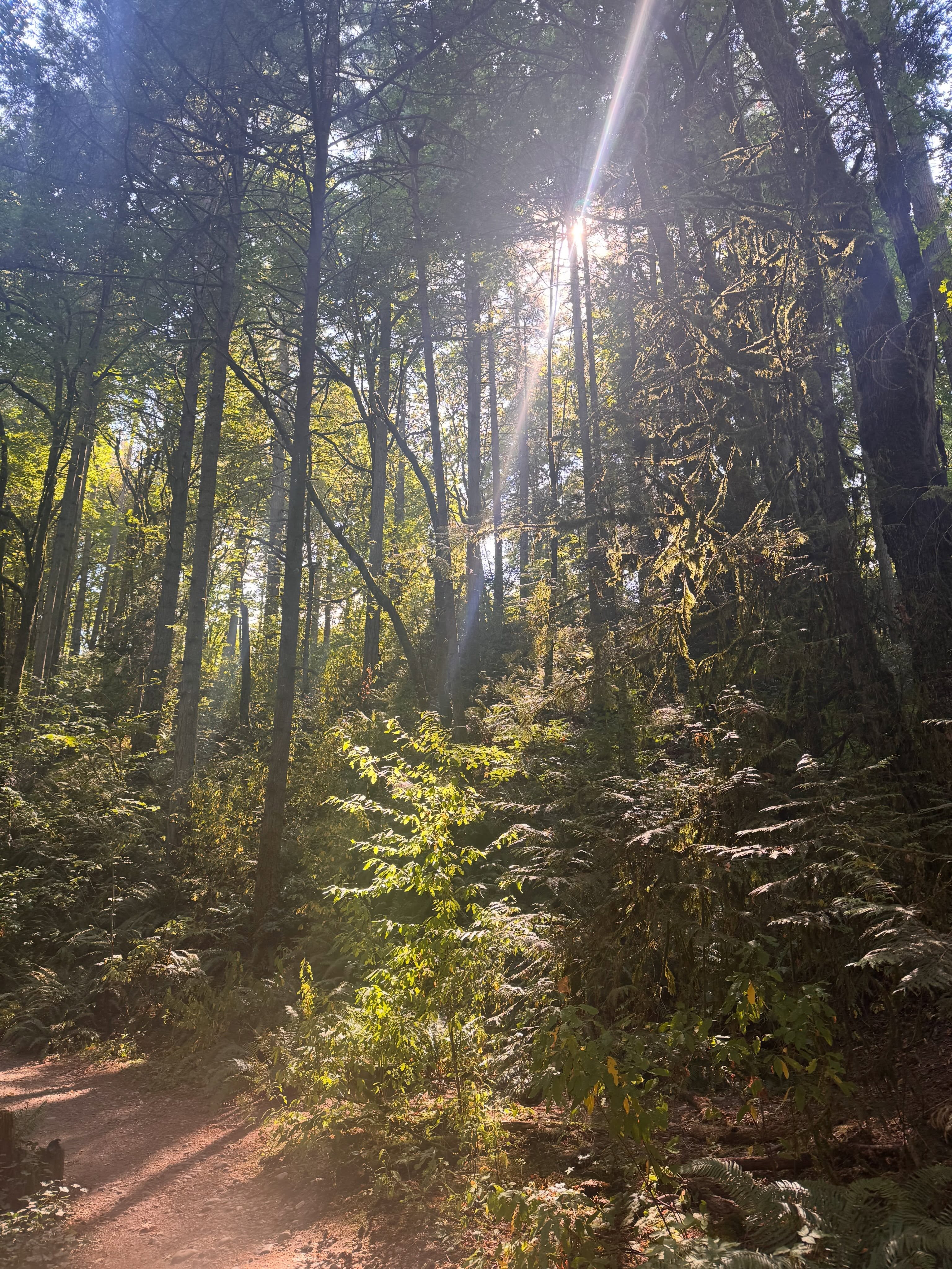 Medicine 💚
#ForestBathing