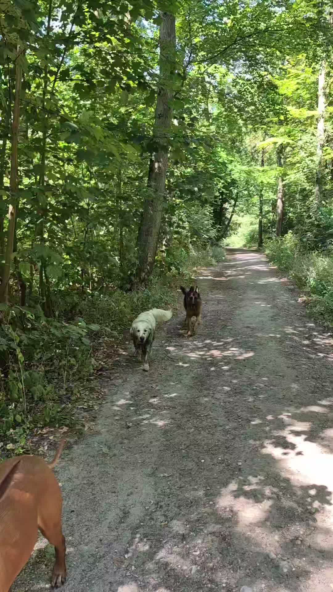Schaduw en water π¦ Nog prima te doen zo in het bos π³π€