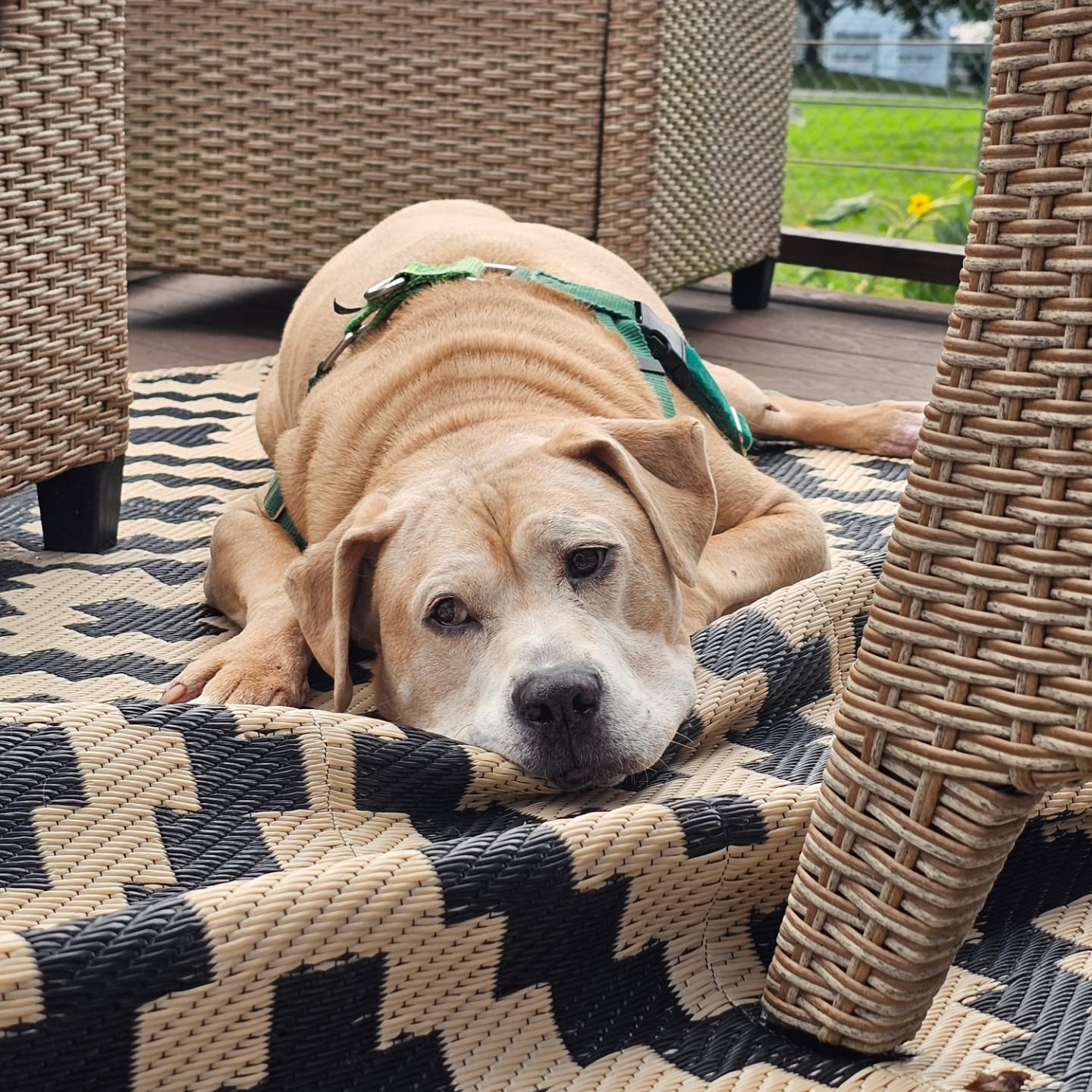Cash takes his job as Official Happy Pup Mascot very seriously and he LOVES hosting friends. These past few weeks have been the highlight of his summer π©·π©·