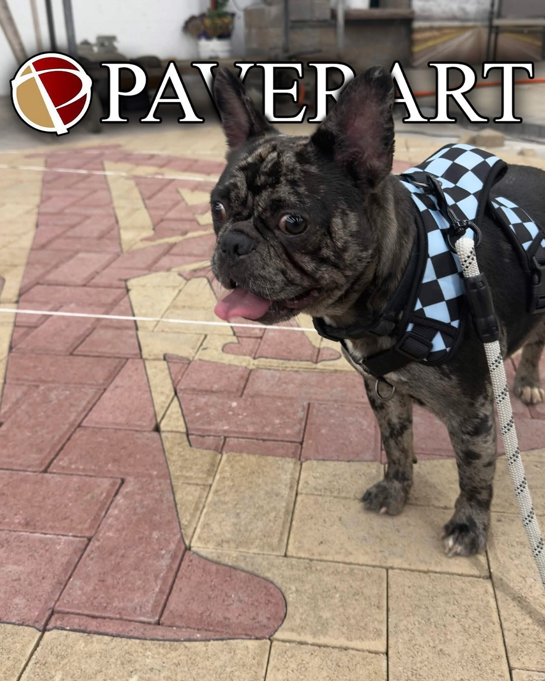 Paulie Walnuts The Dog stopped by PAVERART to inspect the operation.
He toured the shop, supervised production, and collected his Chick-fil-A payment before leaving.
#dogs #manufacturing #pavers