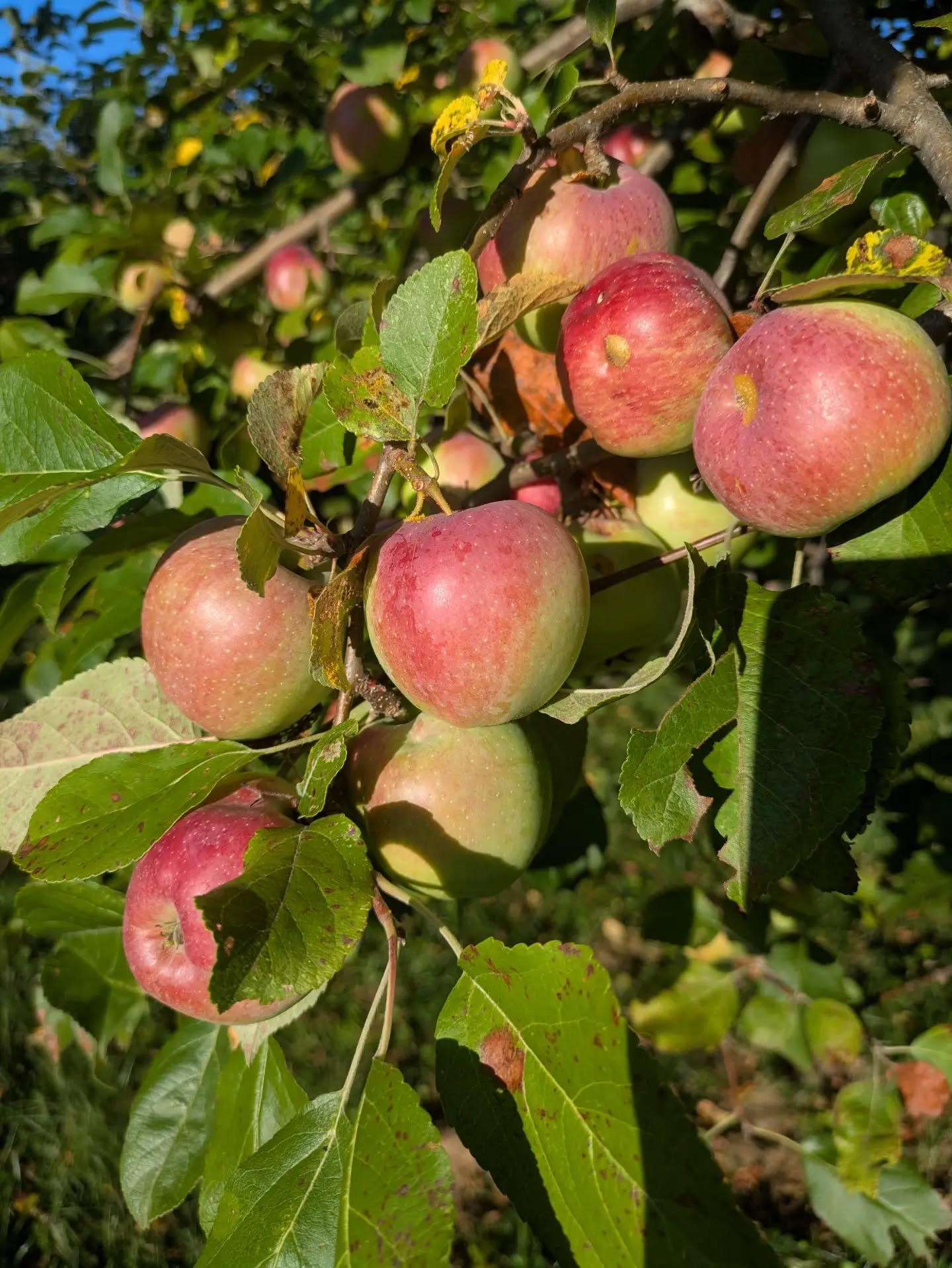 Despite the drought, the apples that emerged are looking good. Will be a "sweet" batch of cider ππ€