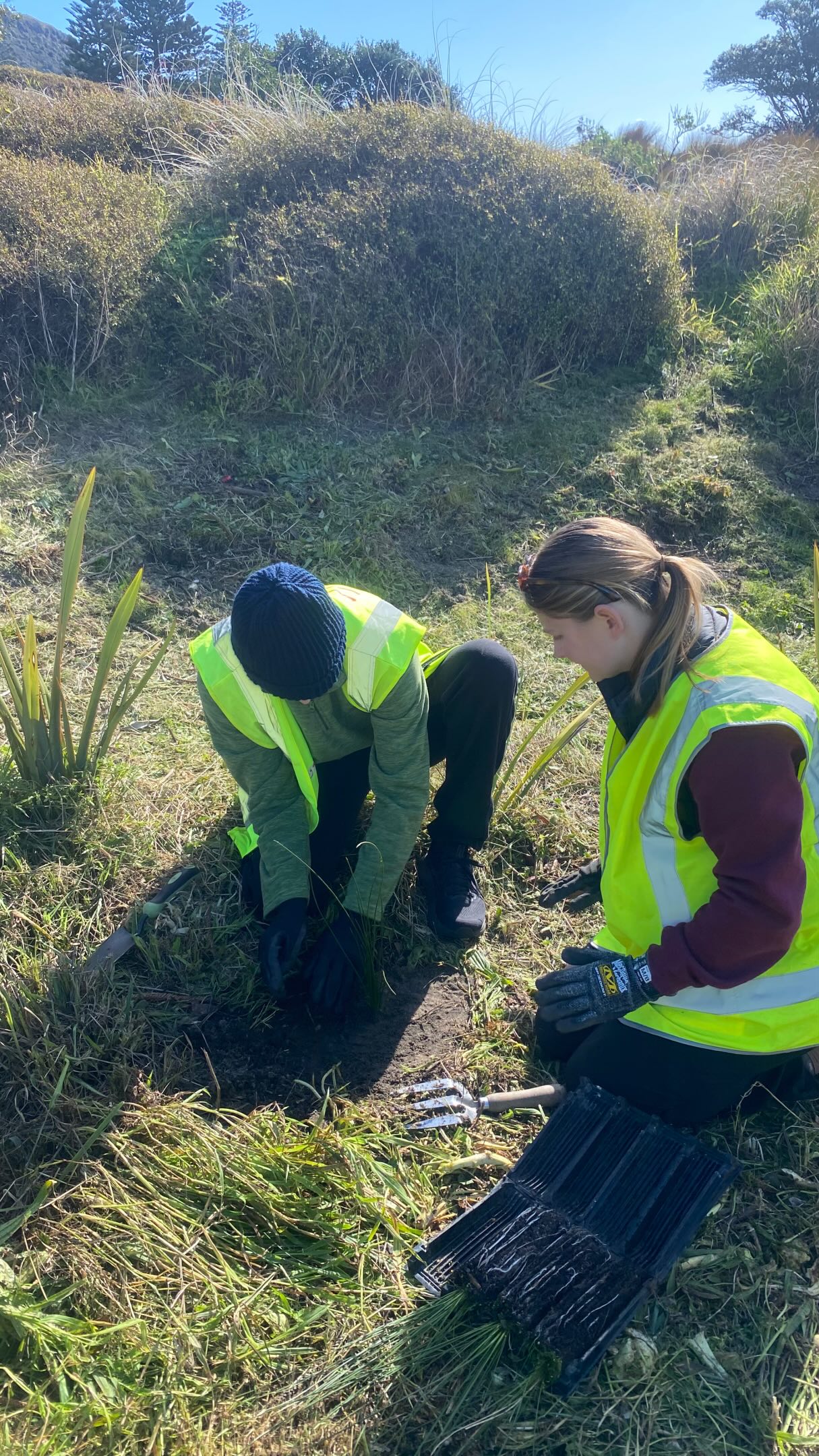 We had week 2 of our Head Start work experience programme last week and boy did we have full circle moment.
The crew got out in the sand dunes and planted a total of 117 native dune plants.
It was amazing to see these guys go from learning about our native dune plants, sowing and re potting in the tunnel house, to planting in the dunes over the last couple of terms!
It’s such a privilege to work with these guys and girls and step back and enjoy their successes while they are working hard.