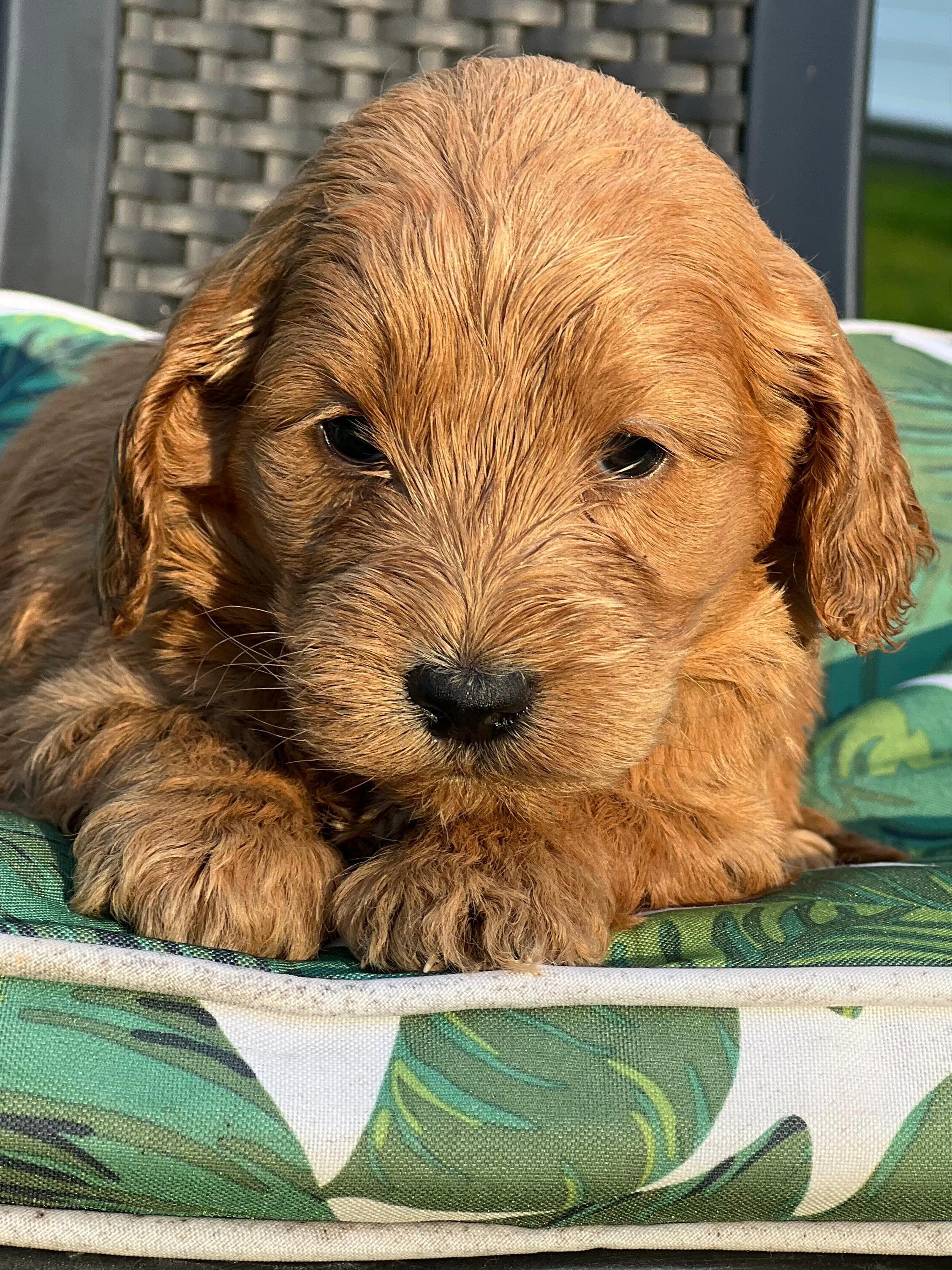 Vanessa & Danny’s little princess has arrived, a female Mini Aussiedoodle, born 24/6/26 and ready to shine on 2/9/26. With her playful paws and cheeky charm, she’s already stealing hearts everywhere.
✨ Microchip: 956000019530848
✨ Source No: BR100575
She’s sweet, sassy, and set to light up her forever family’s world!
#puppiesdownunder #miniaussiedoodle #puppyprincess #familyjoy #BR100575