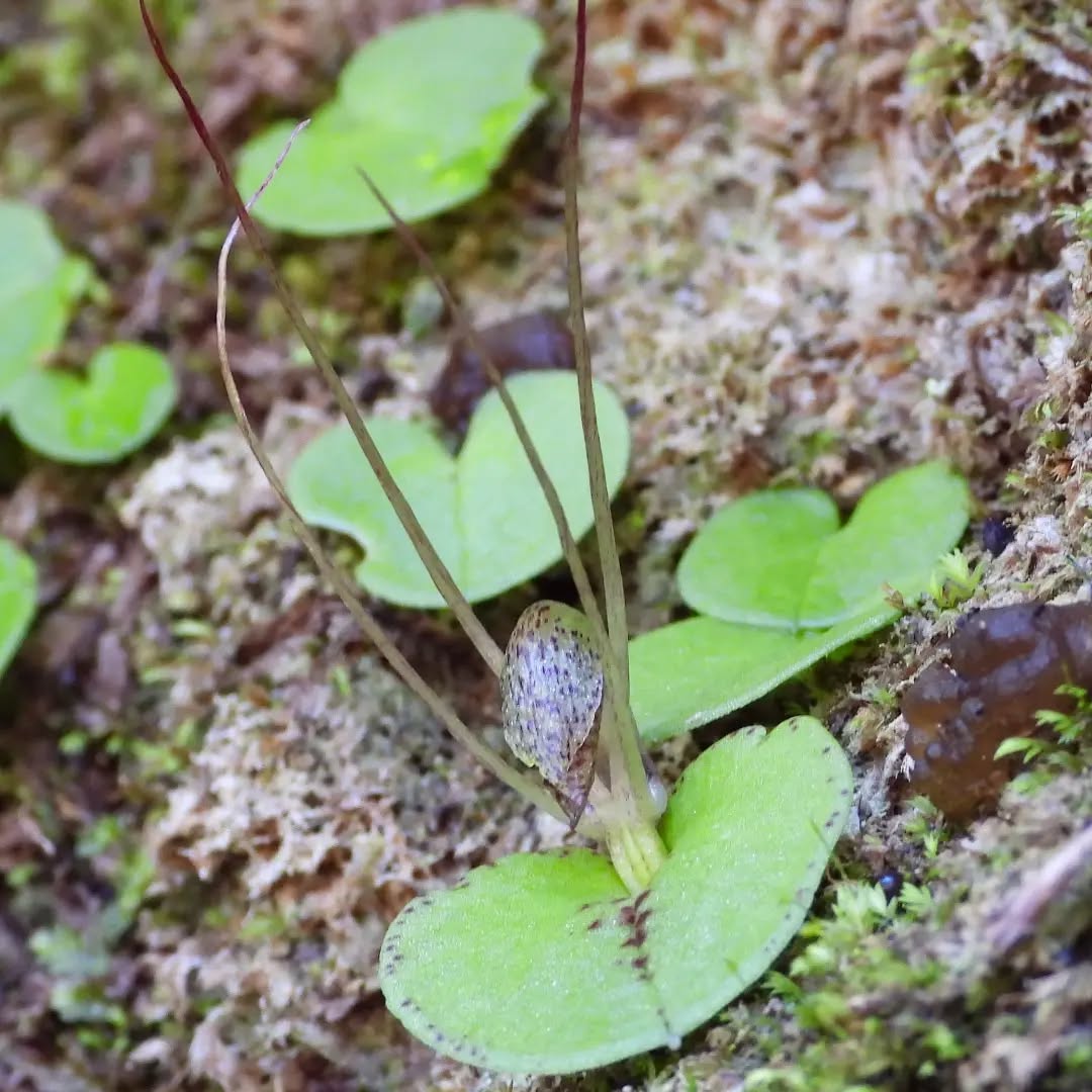 The Spider Orchids are out in abundance already, keep looking.
#karameaorchids #corybas #nzorchids
