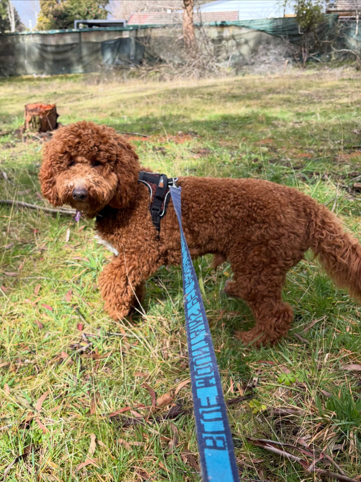 Lucky Buddy and Jeremy missed the rain (and hail) by just a few minutes.
Both enjoyed their bush walk a lot ❤️
#DogHotel #DogLovers #HappyDogs #DogBoarding #PetResort