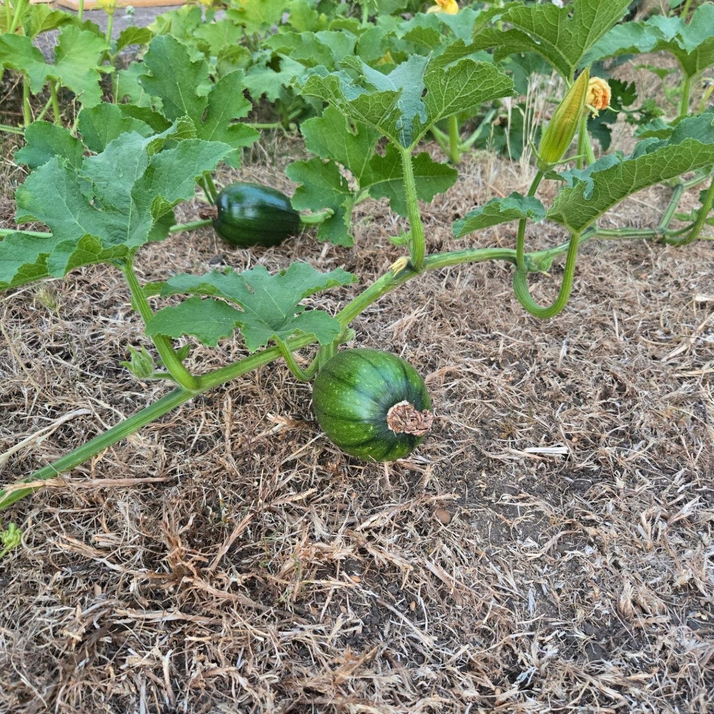 It's hot but the pumpkins are coming on strong