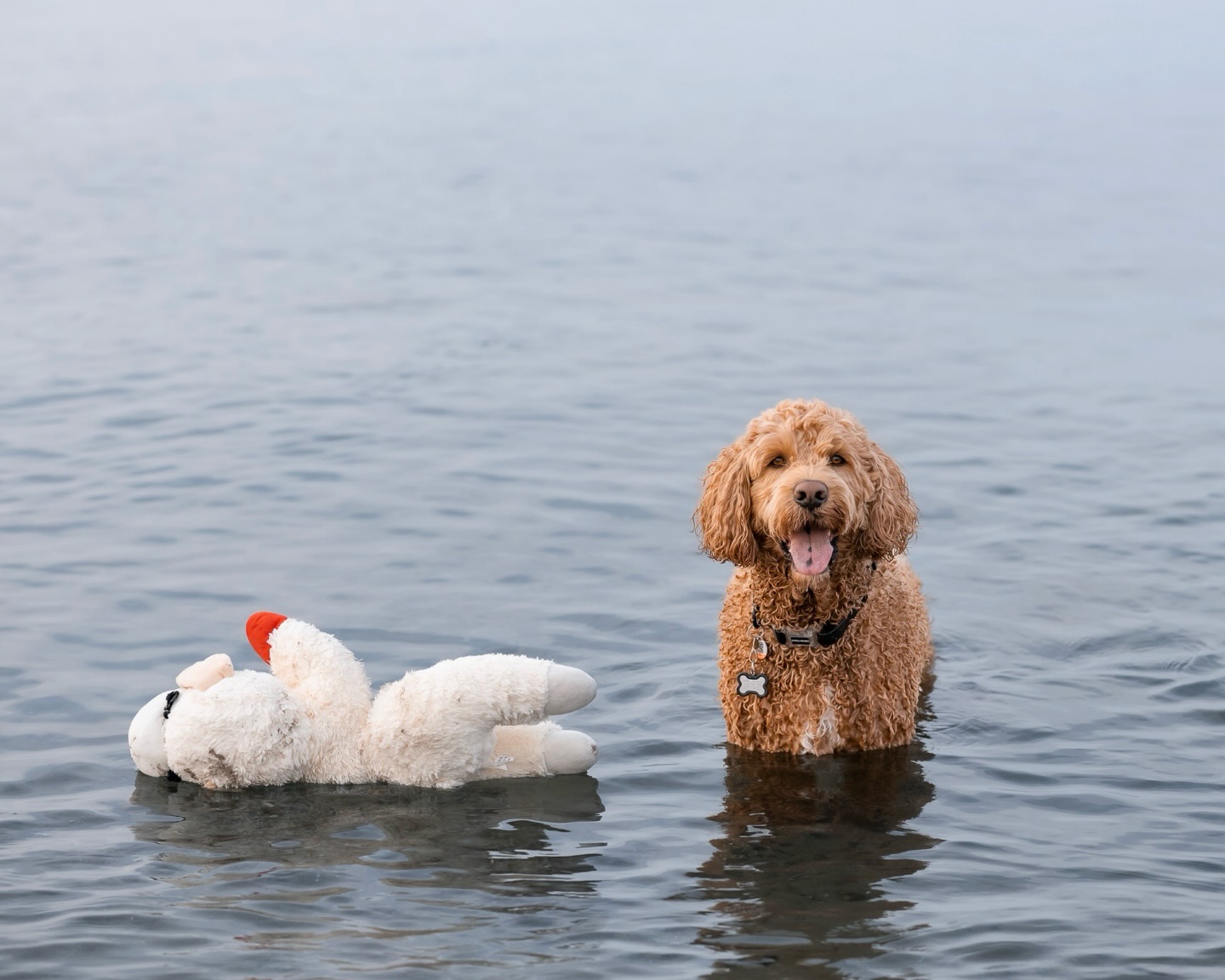 Bo insisted on posing with his favourite lamb for most of the photos. I mean… you can’t exactly tell your best friend to sit this one out 🧸🌊
#novascotia#ns#petphotographer#dogs