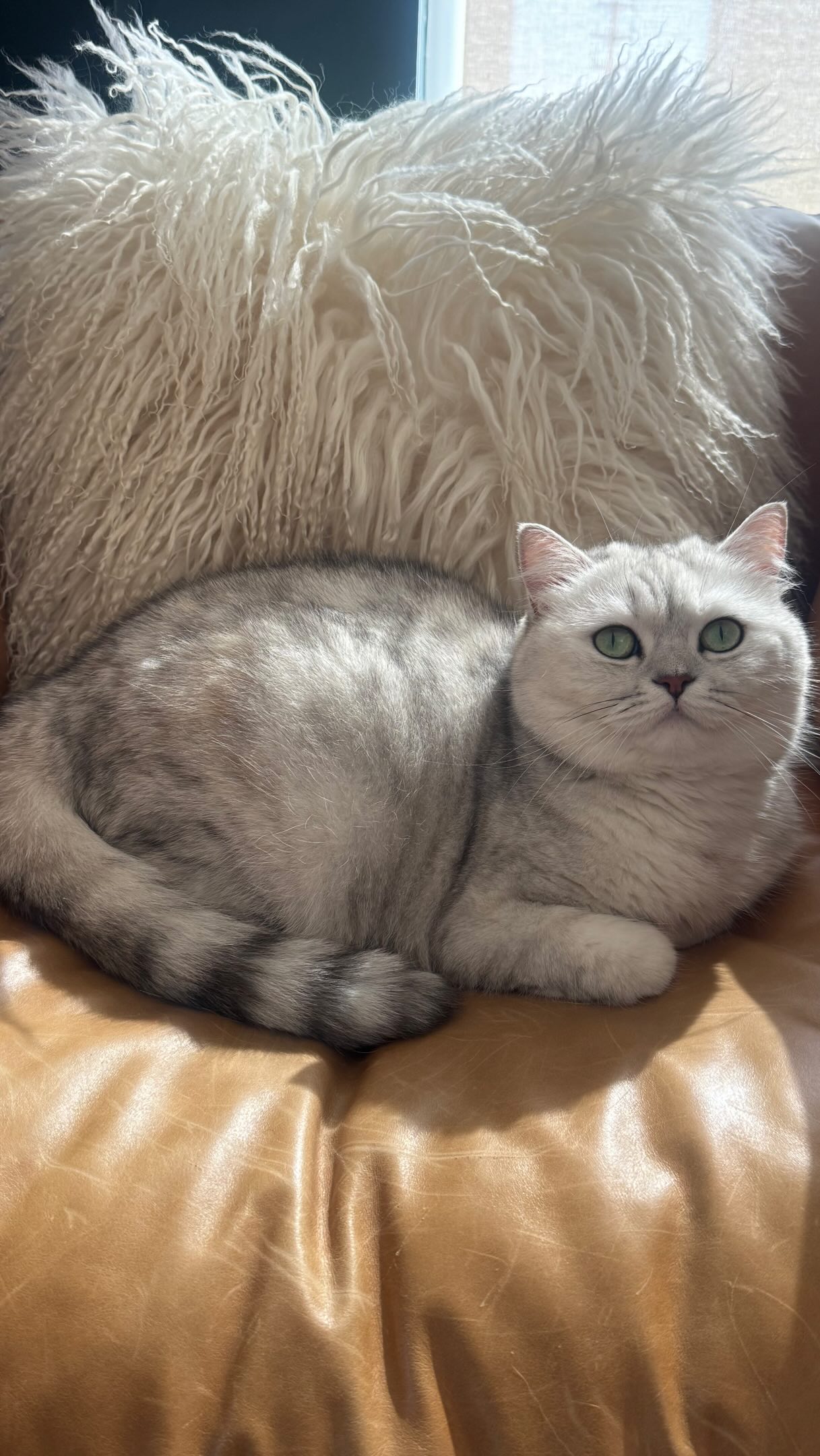 Kiki might actually be my spirit animal ✨#britishshorthairlovers #dailyvibes #catpeople