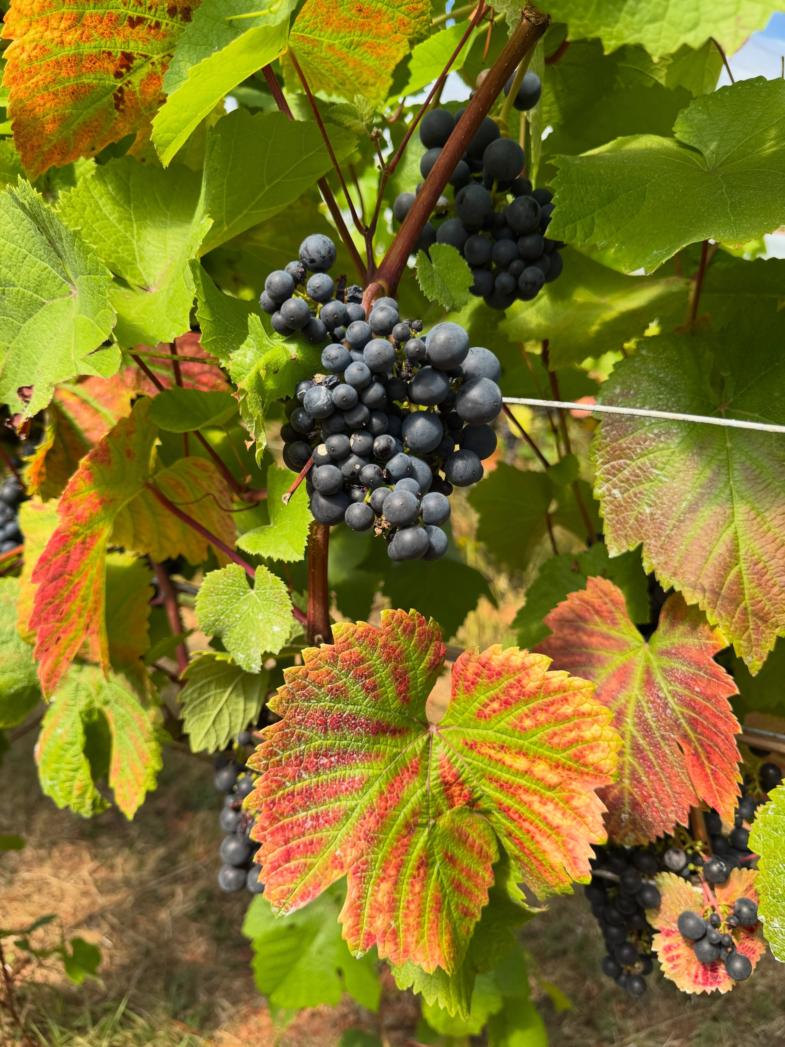 Herbs 🌿 found in Cornwall yesterday
There’s something I love about the way herbs seem to meet us where we are.
🍇 Vitis vinifera — Grape
These beautiful red grape leaves and grapes are a reminder of the plant’s rich polyphenols and its long relationship with vascular health. The red leaf is particularly beautiful — and, traditionally, grape leaf has been used for supporting the veins and capillaries.
🌼 Verbascum thapsus — Mullein
Mullein is one of those gentle, generous plants that seems to offer support in so many ways. I love its soft, velvety leaves and its traditional affinity for the respiratory system — a beautiful example of a plant that feels both soothing and protective.
🧡 Eschscholzia californica — California Poppy
My favourite. ❤️ There is something about California poppy that I absolutely adore — its golden flowers, its gentleness, and its beautiful affinity for calming the nervous system and encouraging rest. A lovely herb when we need to soften, settle and let go.
Tanacetum parthenium — Feverfew
And finally, feverfew. As herbalists, we often say that the herbs you need are growing in your garden. My father suffers from migraines, and feverfew is traditionally used prophylactically for migraine — so somehow it feels wonderfully fitting that this particular plant is growing right outside his house.
Because the leaf is slightly irritating the way to nibble a leaf each day is to fold it inside a little bread 🍞
Maybe the garden knows us better than we think. 🌿✨