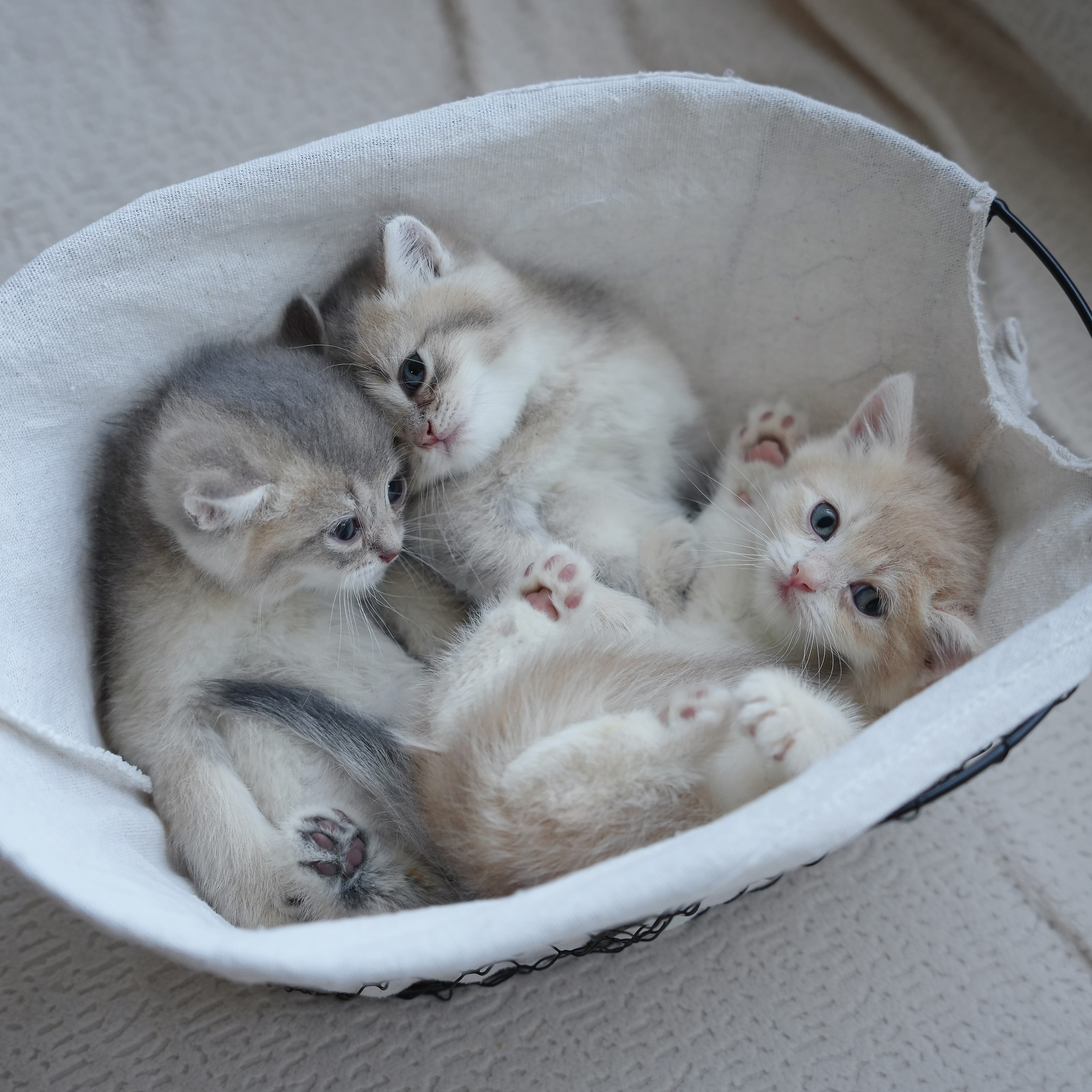 A little “Hi” from these three handsome boys! 👋🏻🐾💙
Two Blue Golden boys
One Lilac Golden boy
all cozy together in their little basket. 🧺✨