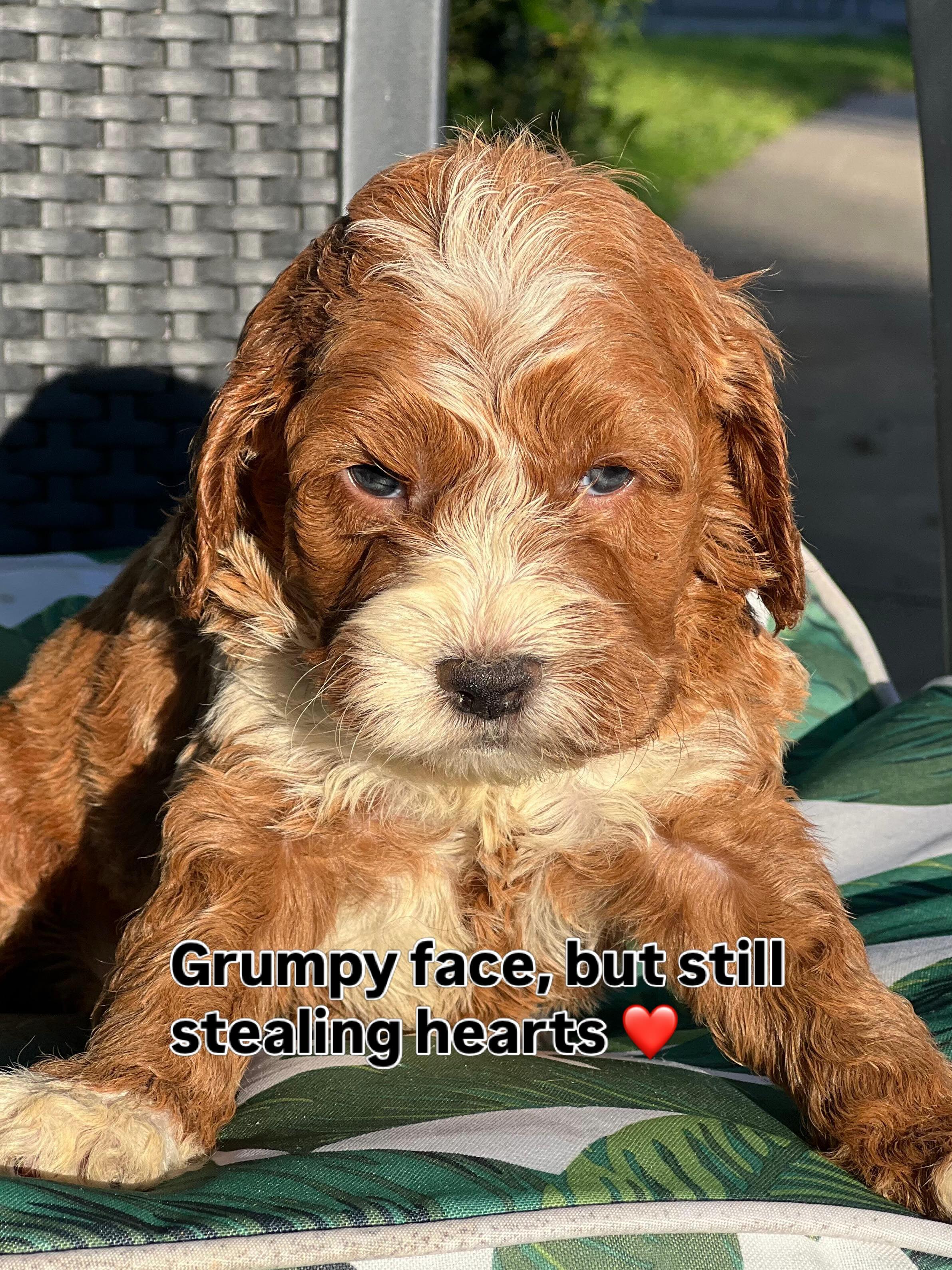 Introducing Vanessa & Danny’s adorable boy, a male Mini Aussiedoodle, born 24/6/26. With his playful curls and bright personality, he’s ready to bring joy, cuddles, and laughter to his forever family.
✨ Microchip: 956000019533607
✨ Source No: BR100575
This little pup is living proof that happiness comes wrapped in wagging tails and fluffy fur!
#puppiesdownunder #miniaussiedoodle #puppyjoy #familylove #BR100575