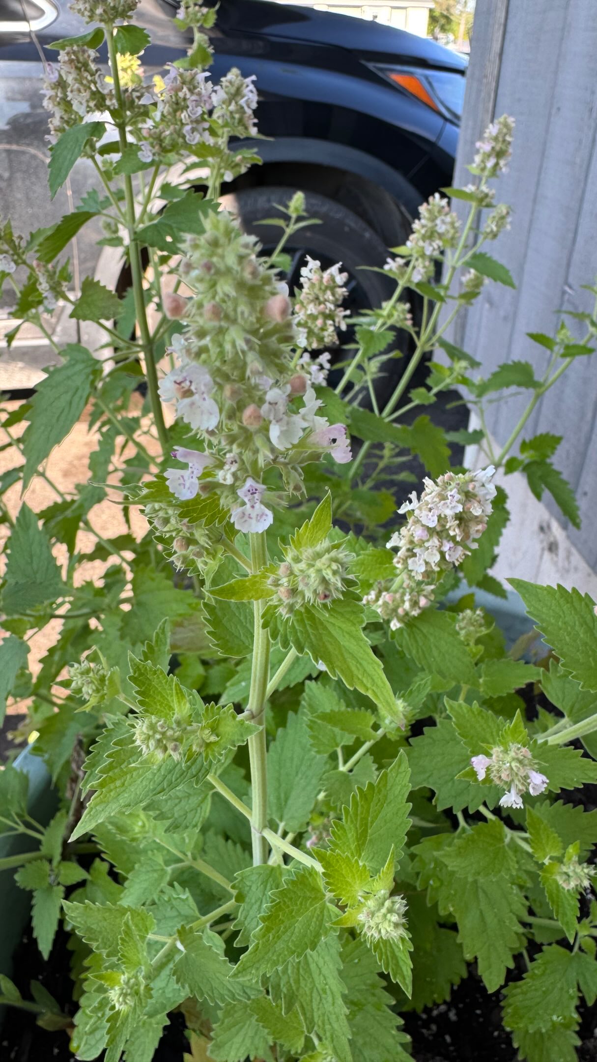 Aligned Feline
🐈⬛🌿
This morning, while I was foraging and identifying my plants so I can take better care of them, I discovered a HUGE plant growing in an empty pot.
I looked it up.
Catnip.
Leave it to Lilo to have such epic paws-itive manifestations. 😂
She’s so deeply in alignment, she’s practically a life coach now.
Stay tuned for her upcoming podcast:
Catnip & Consciousness 🎙️🌿
And her group coaching program:
Whiskers & Wishes, where she teaches you how to align your chakras, attract abundance, and knock shit off the counter.
Enrollment is limited.
She only accepts clients who tell her she’s pretty.
Anyway, go have a wonderful day my friends…
Right Meow. 🐾