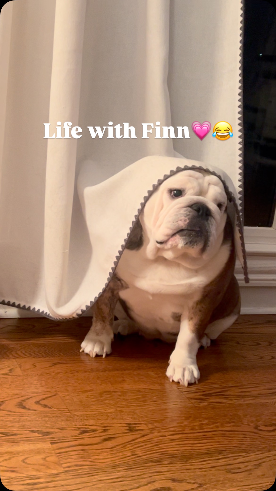3-minutes…
That’s how long she stayed like this😂
Bulldogs are truly the silliest babies!
#bulldog #bulldogsinstagram #bulldogsofig