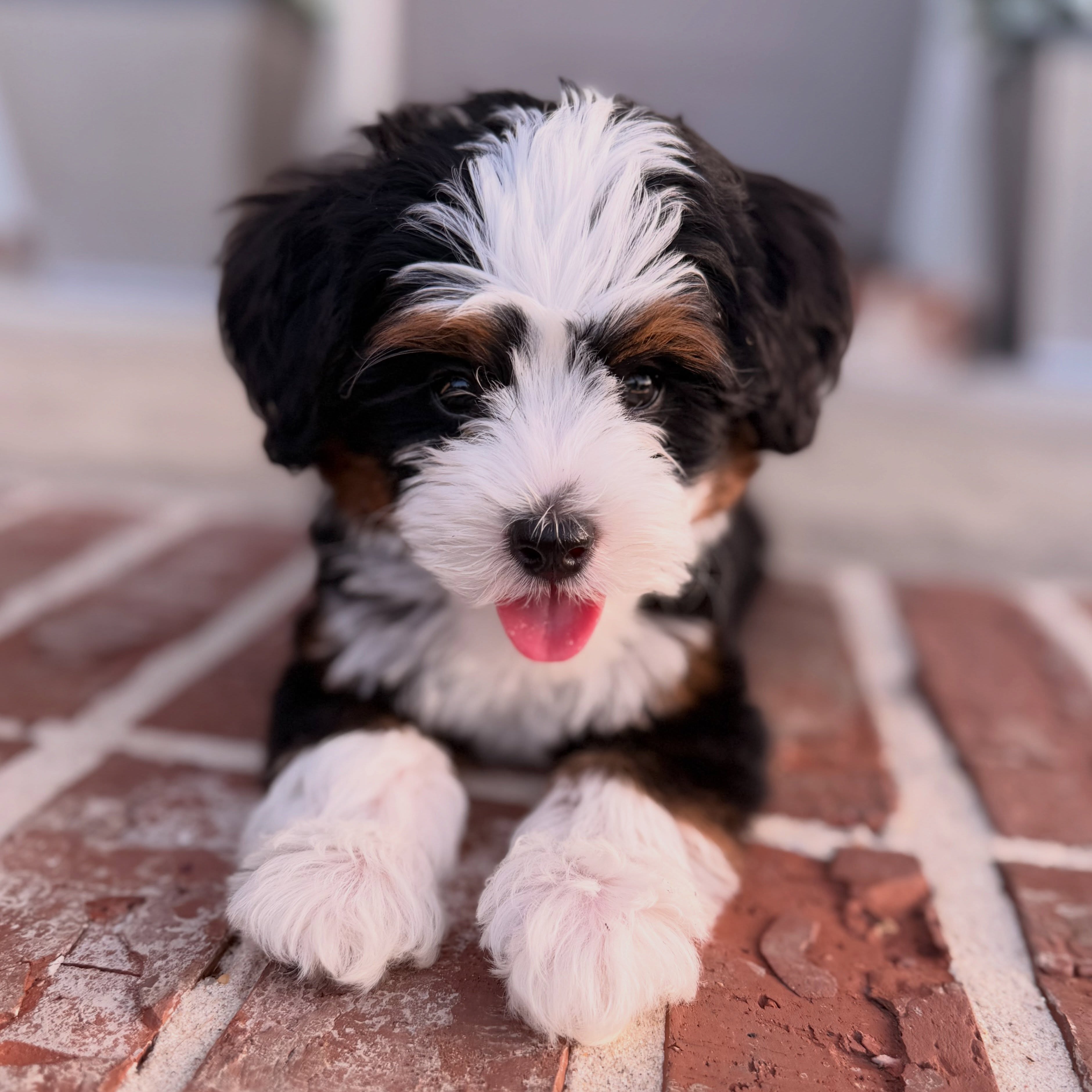 Lucy… Dolly… we don’t know yet! 🤭💕 But how cute is this 3.4 lb little nugget at 8 weeks old?!
Rosie got a new zip code today, and we couldn’t be happier for her and her sweet family who gets to love her. 🥹🏡💕
#microminibernedoodle #bernedoodle #boxwooddoodles #puppy
