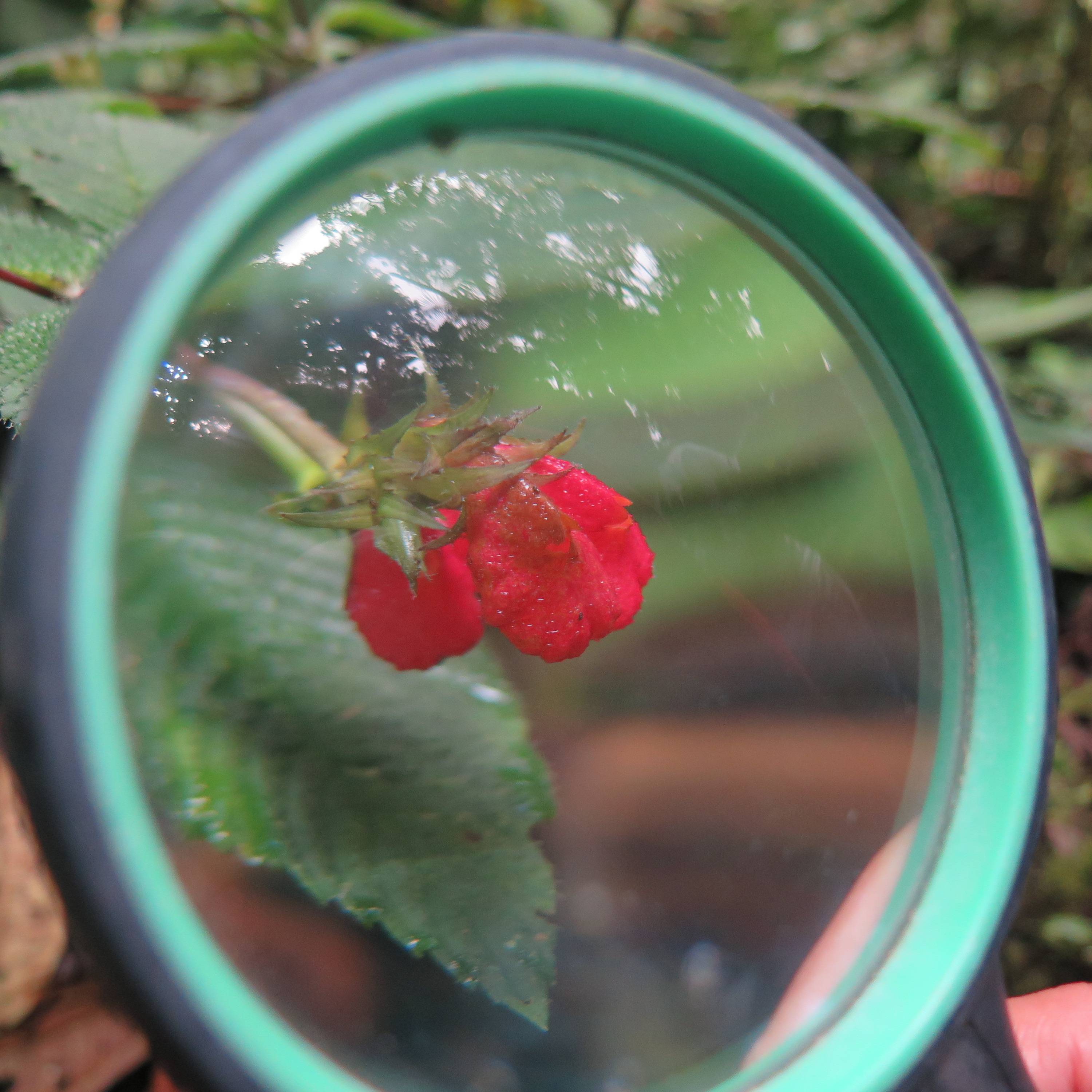 Some fotos from the Santa Lucía Cloud Forest Reserve. :)