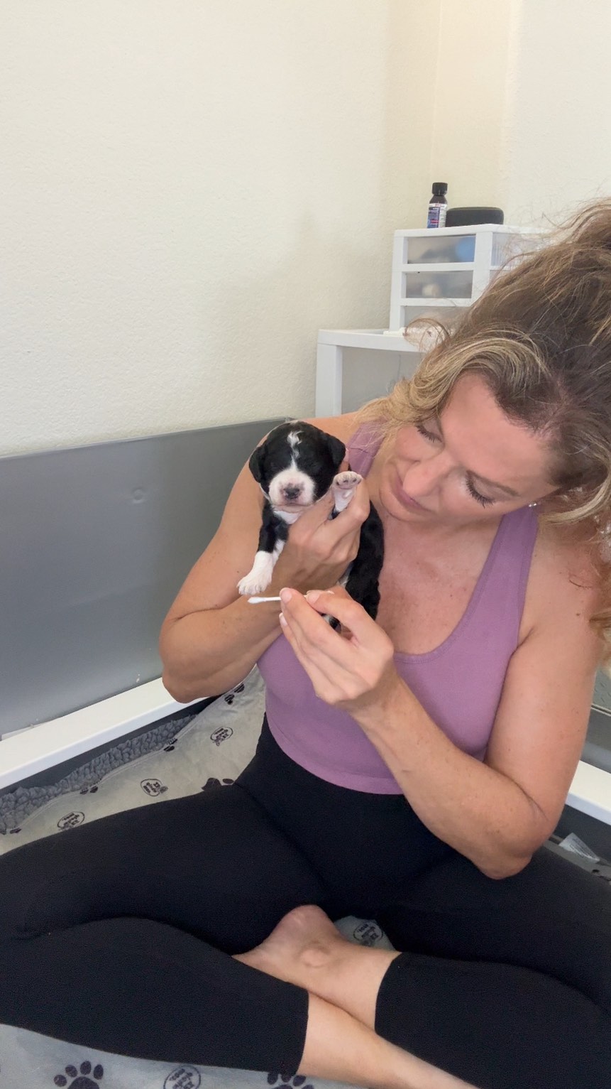 Day 3 and already building stronger, more resilient puppies. This is ENS, a Puppy Culture protocol that uses tiny moments of controlled stress to shape confident, adaptable dogs. A few seconds now for a lifetime of confidence. 🙌🏻