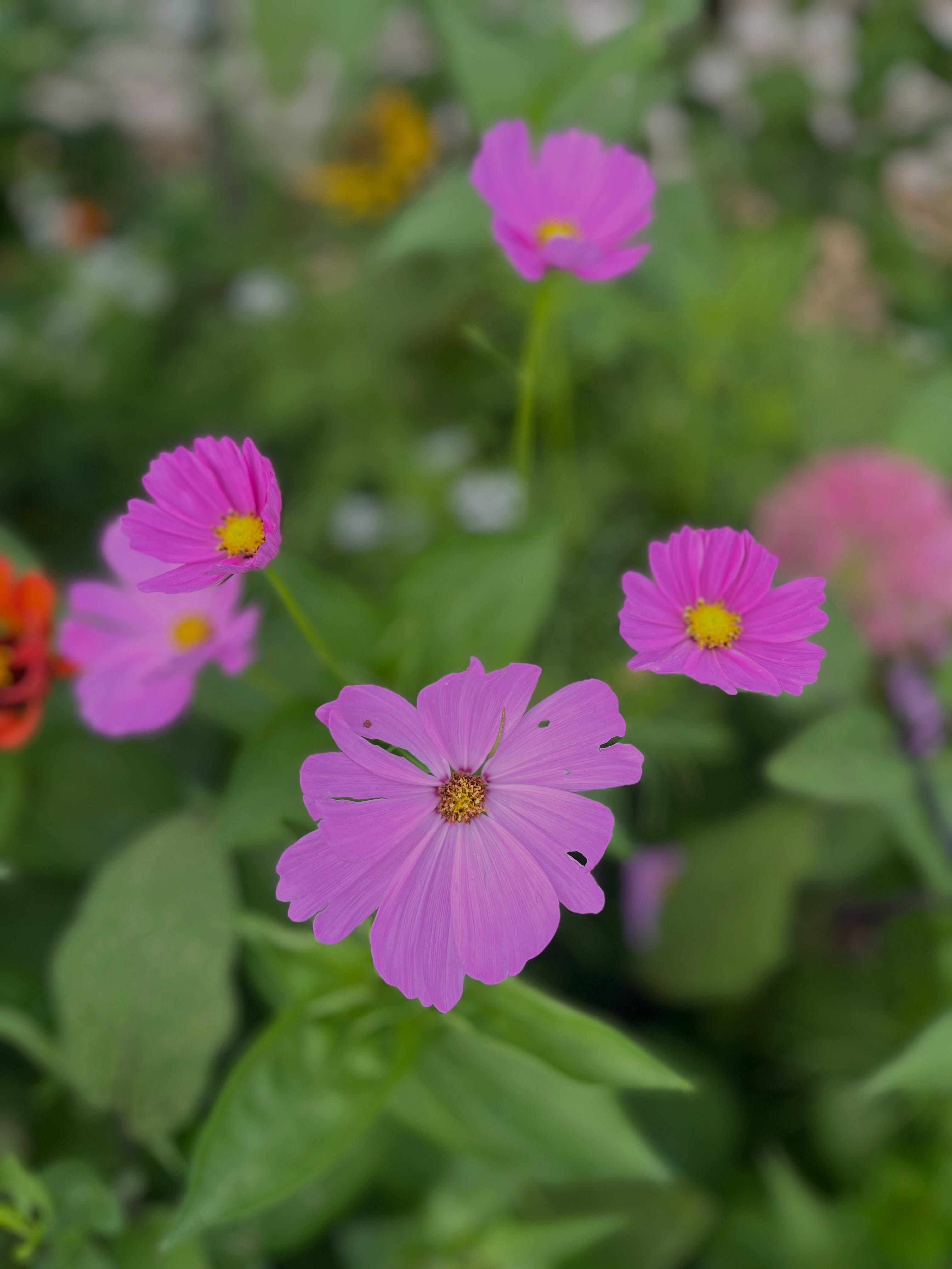 Post rain snapshots today at MSCG #urbangarden