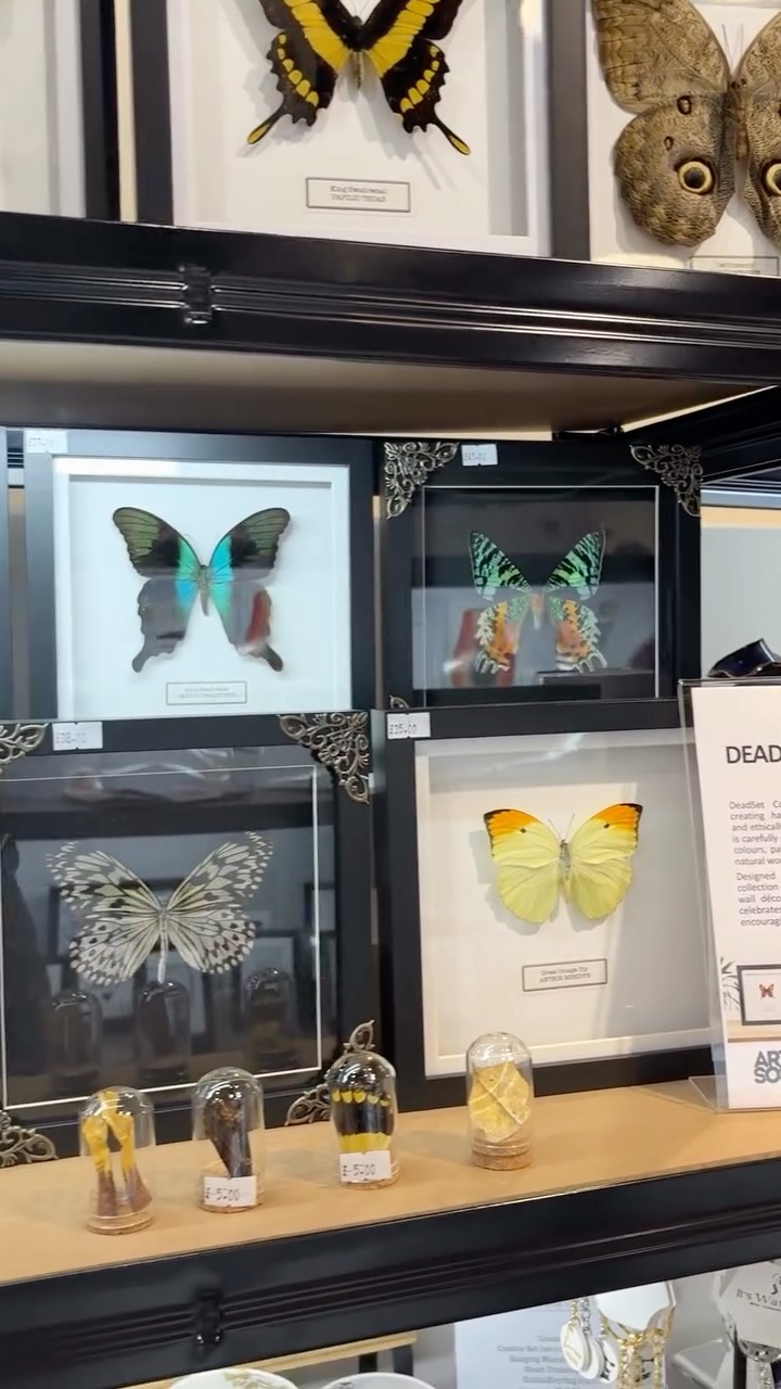 Art & Soul Leeds Hub restock! 😍
If you happen to be in Leeds, I would fully recommend heading over to Queens Arcade. Our little space is upstairs (there is a lift or stairs) however the whole shop is full of amazing and incredibly talented artists.
@artandsoulhub 🖤
#smallbusinesslove #entomologyforsale #taxidermyforsale #naturalhistory #entomologyart