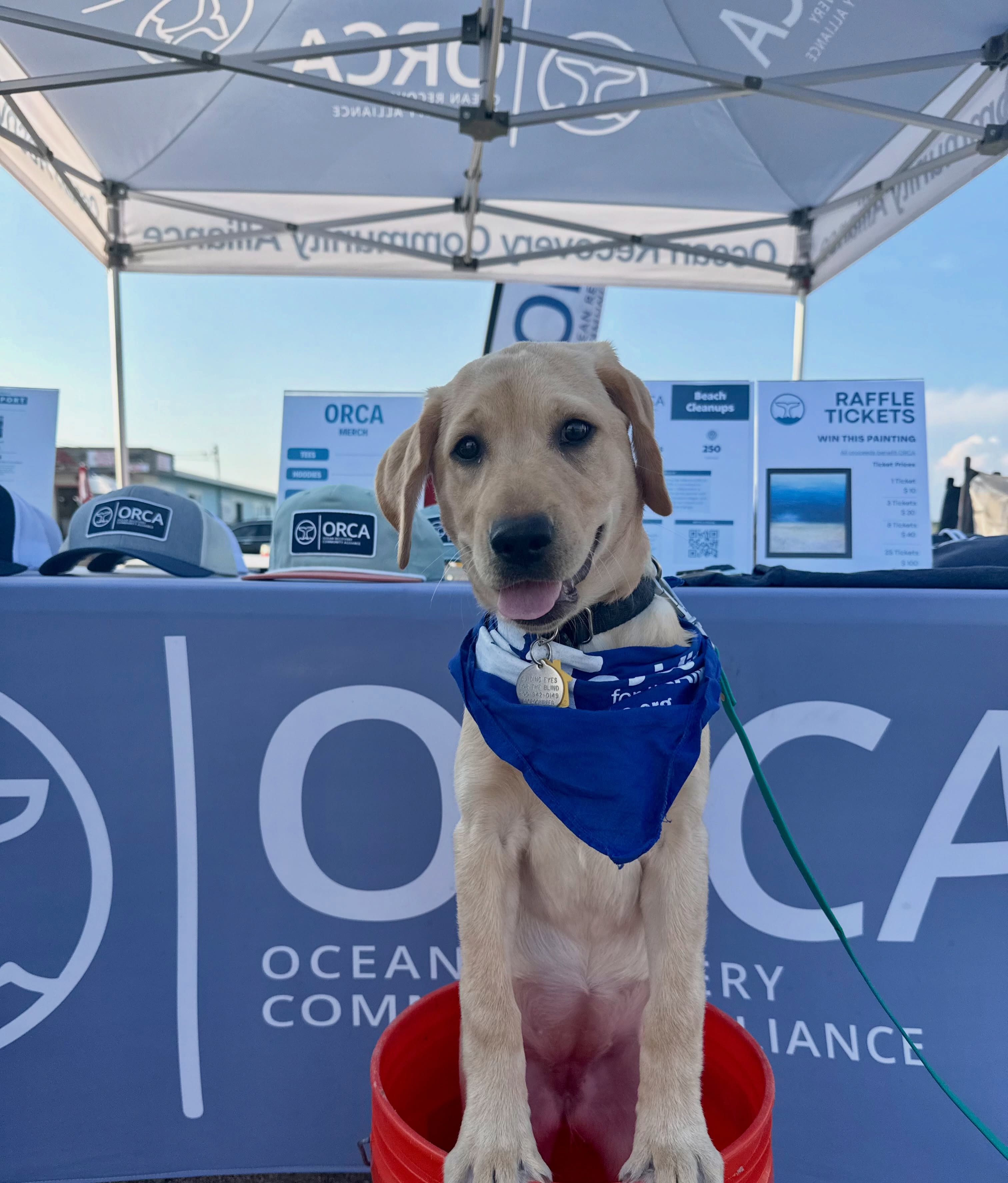 Wella would like to thank the 11 volunteers who came out to Misquamicut Beach tonight to clean up 60lbs of litter from the beach and parking lots. Wella is 18 weeks old and in training to being a seeing eye dog. She is the sweetest 💙