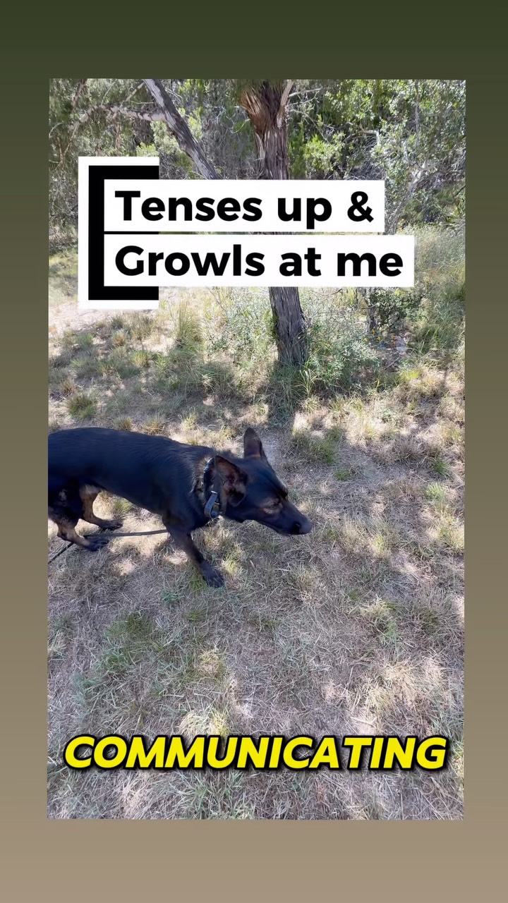 š¾ Resource guarding with Zip š¾
In this video, Zip is challenging me, vocalizing, and thatās something I can absolutely train through.
Iām not correcting the growling itself. Growling is communication. Instead, Iām addressing the reason behind the growling.
If you correct a dog simply for communicating that heās uncomfortable or pissed off, you can create a dog that learns to stop warning you before escalating. That can turn a dog with clear communication into an unpredictable one.
Instead, we change the MINDSET causing the behavior.
Zip feels entitled to the ball. He sees it as HIS.
Itās not his. Itās mine, and Iām allowing him to play with it.
Once he understands that the ball is something he gets access to through me, rather than something he has ownership over, we can start resolving the resource guarding at its source.
Donāt just suppress the warning. Change whatās causing it. š¾
#dogtraining #GSD #k9training